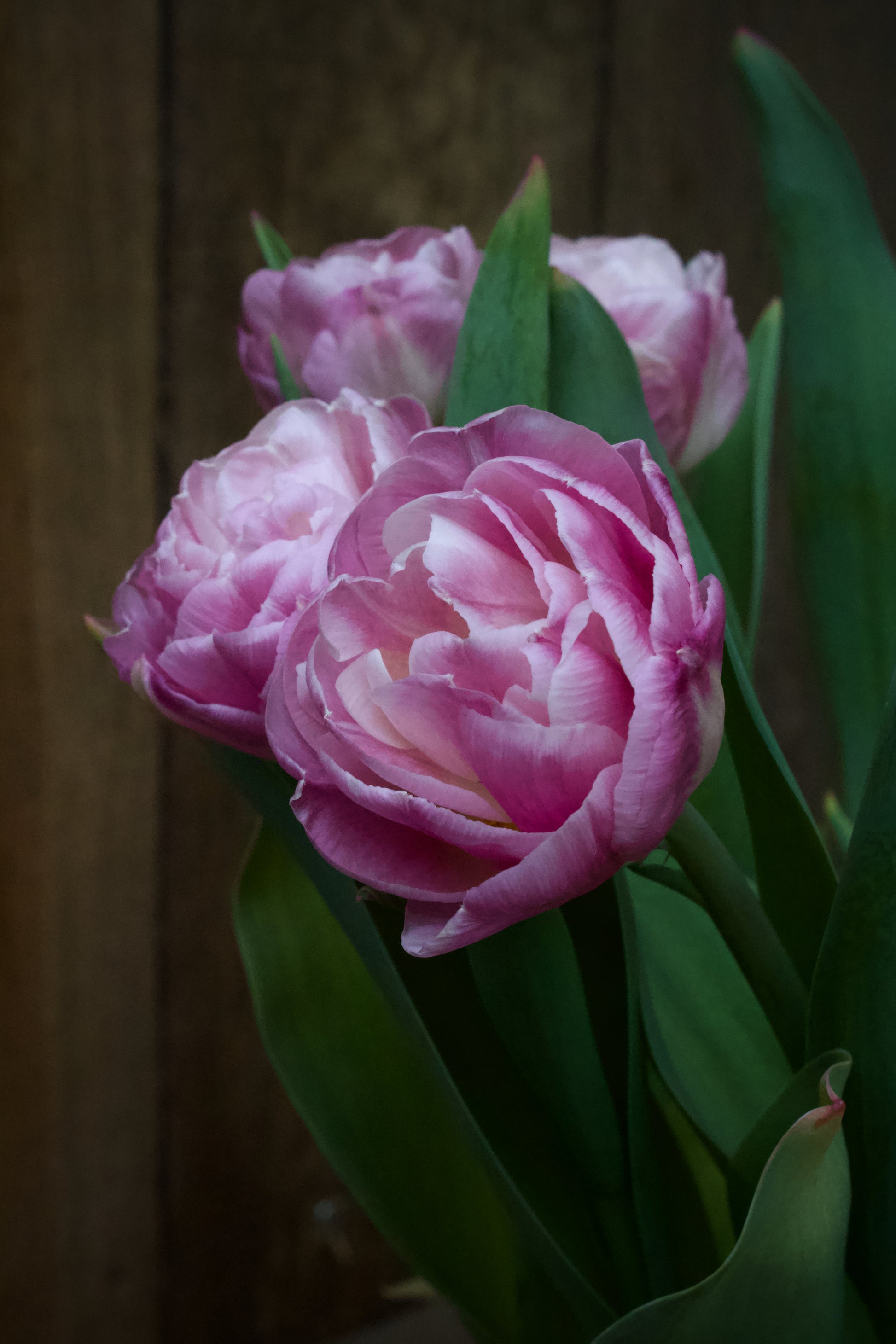 Tulipa 'Foxtrot' 11/12