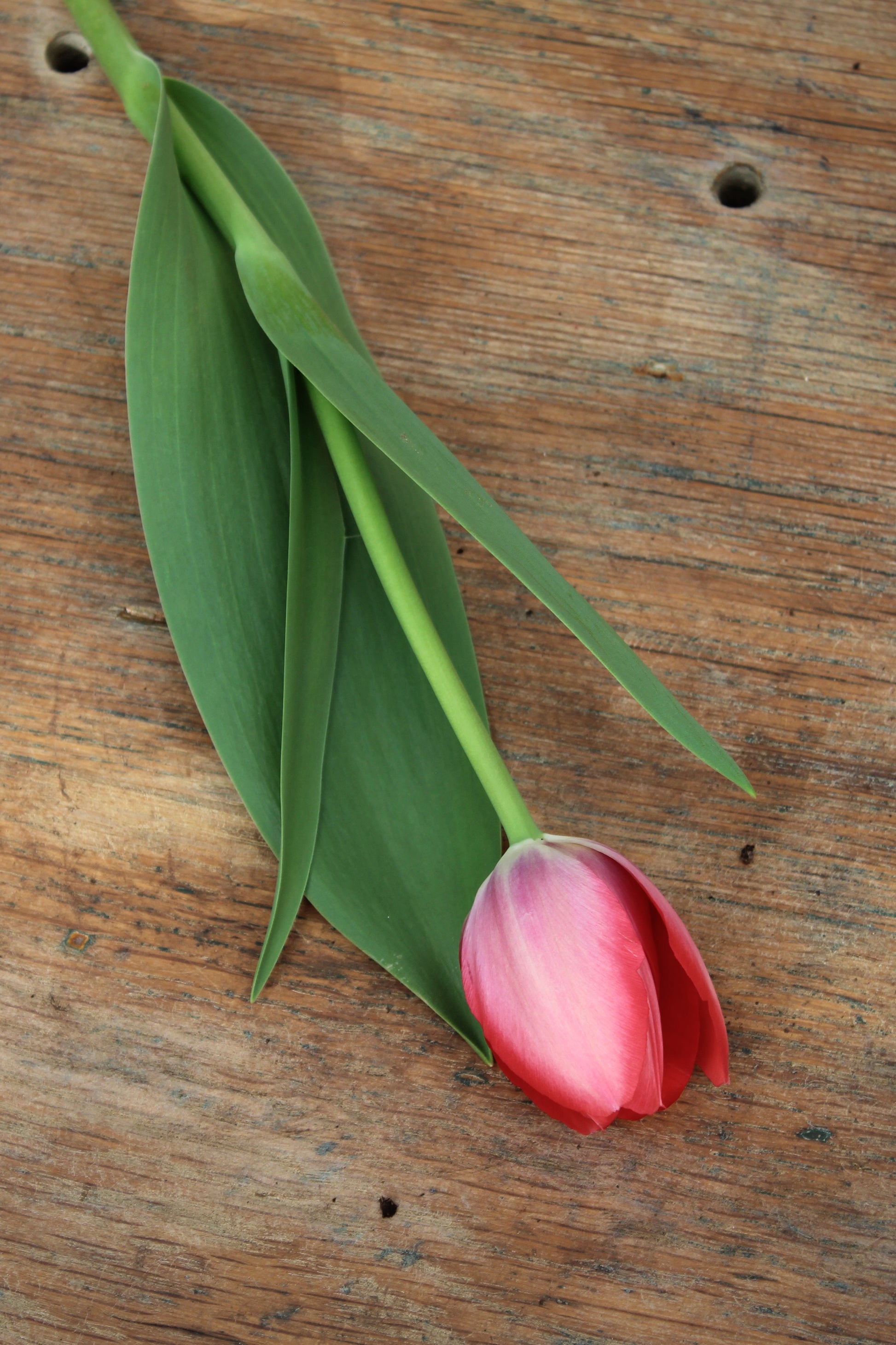Tulipa 'Lady Van Eyck' 12/14