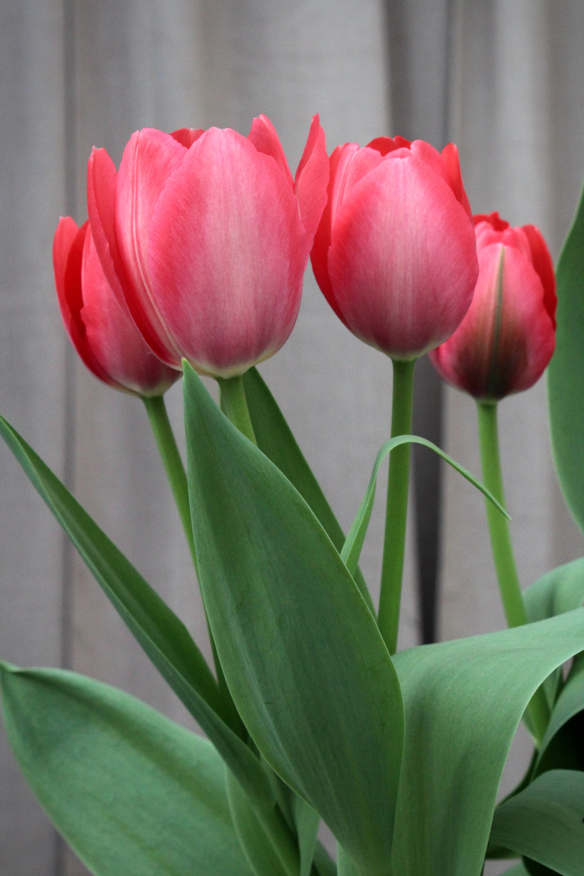 Tulipa 'Lady Van Eyck' 12/14