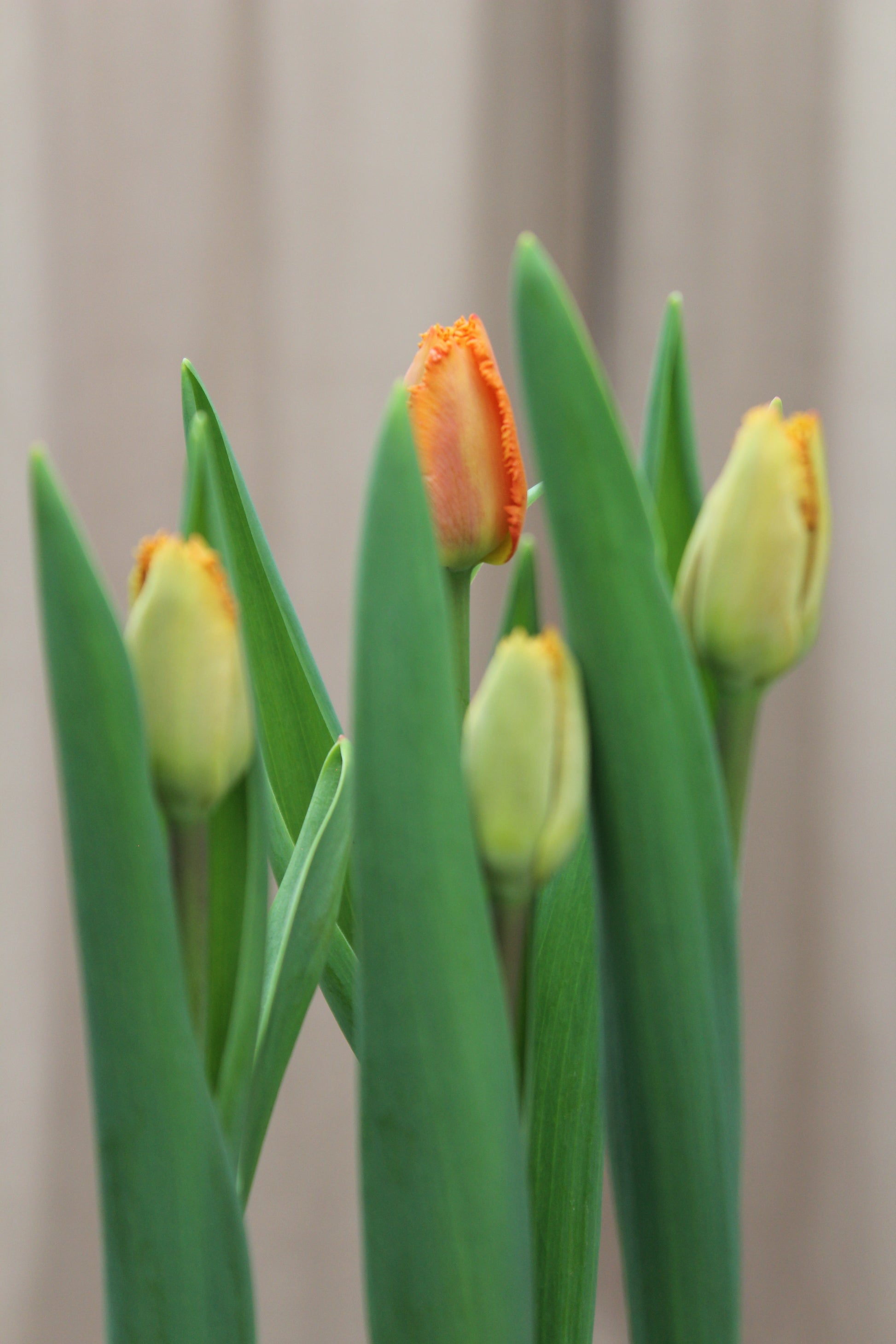 Tulipa 'Ogene' 12/14