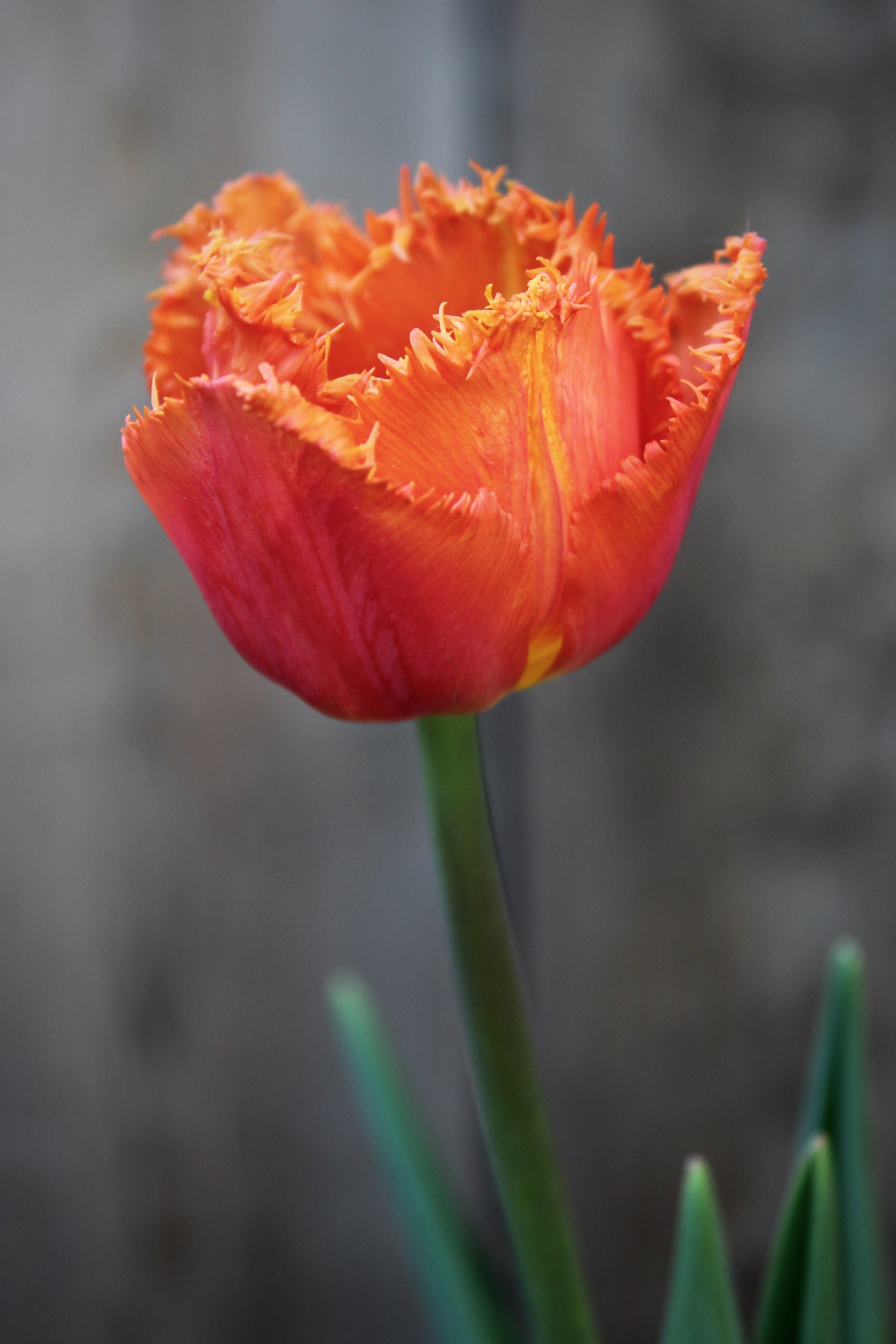 Tulipa 'Ogene' 12/14