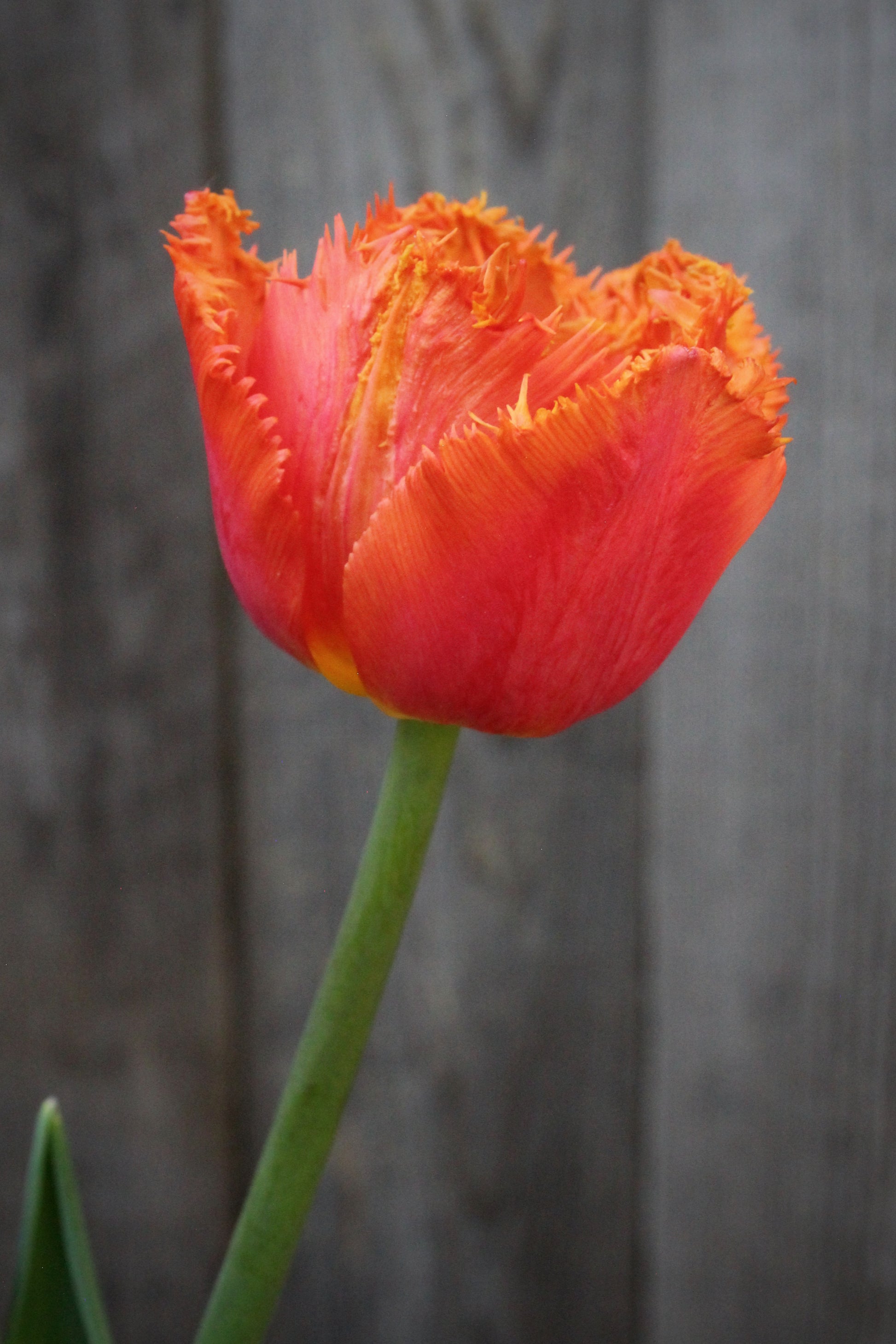 Tulipa 'Ogene' 12/14