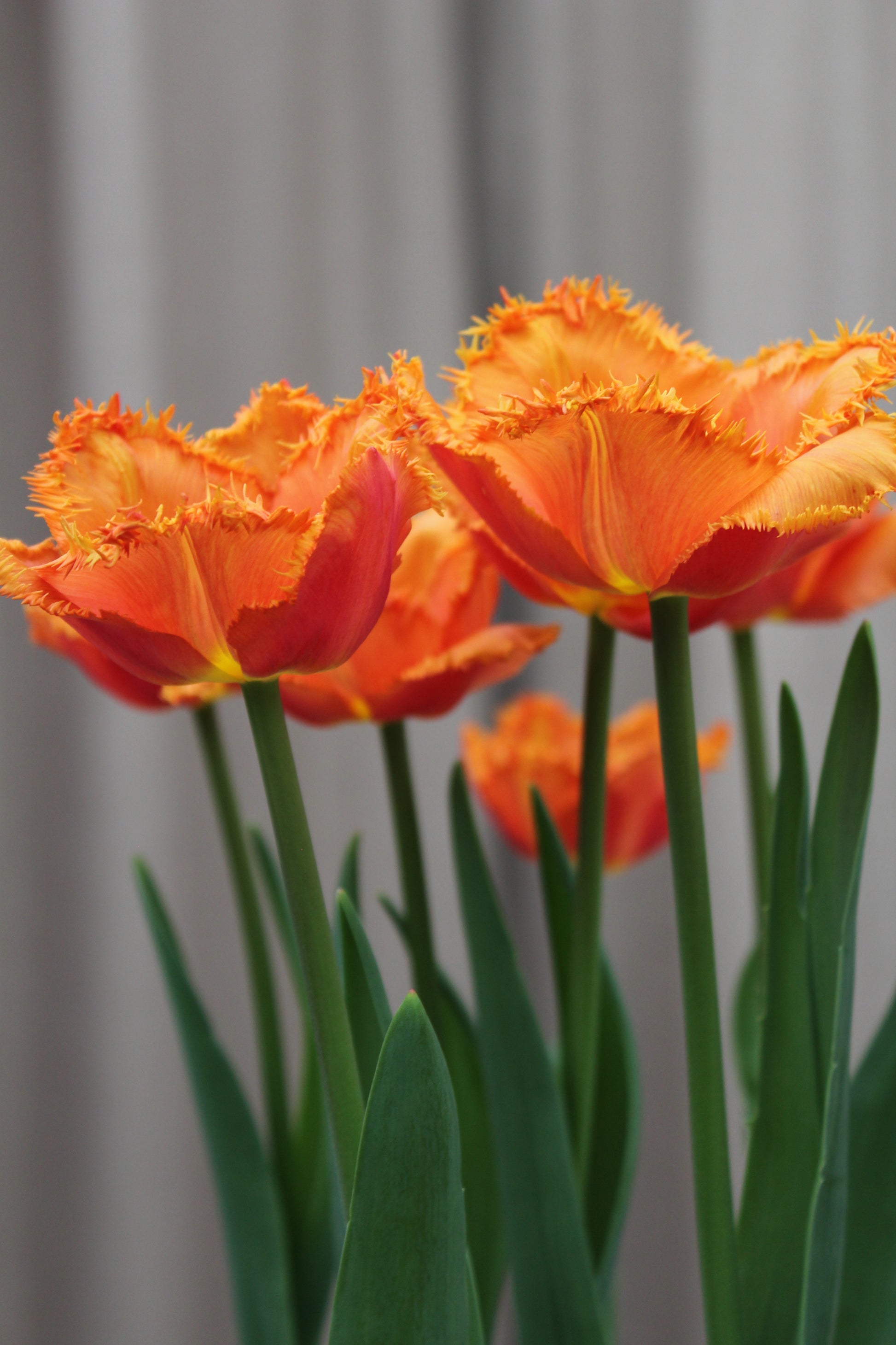 Tulipa 'Ogene' 12/14