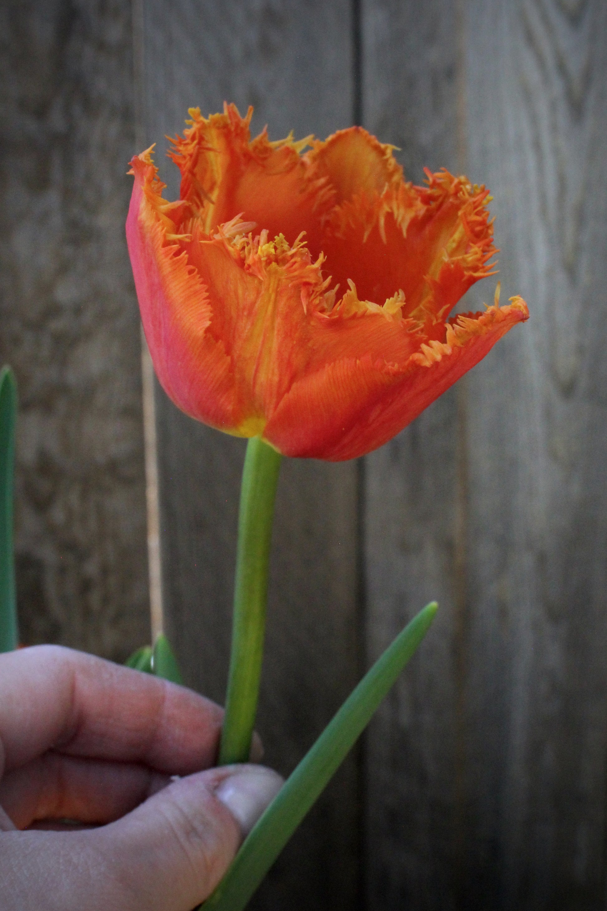 Tulipa 'Ogene' 12/14