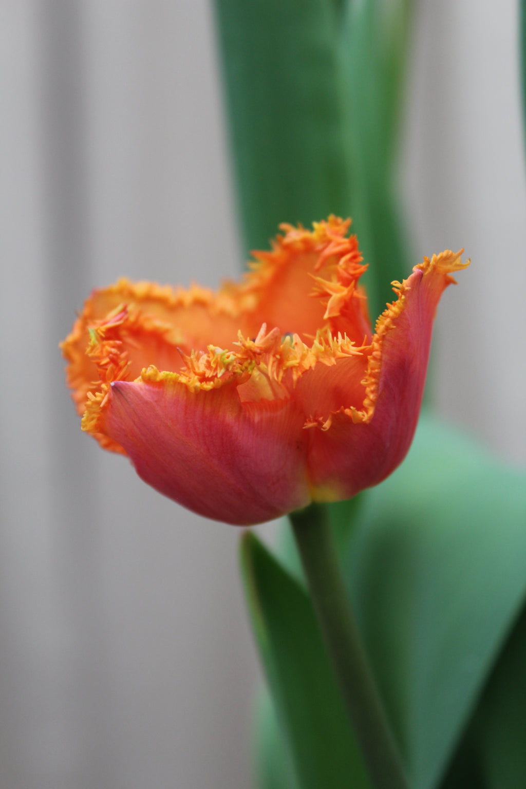 Tulipa 'Ogene' 12/14