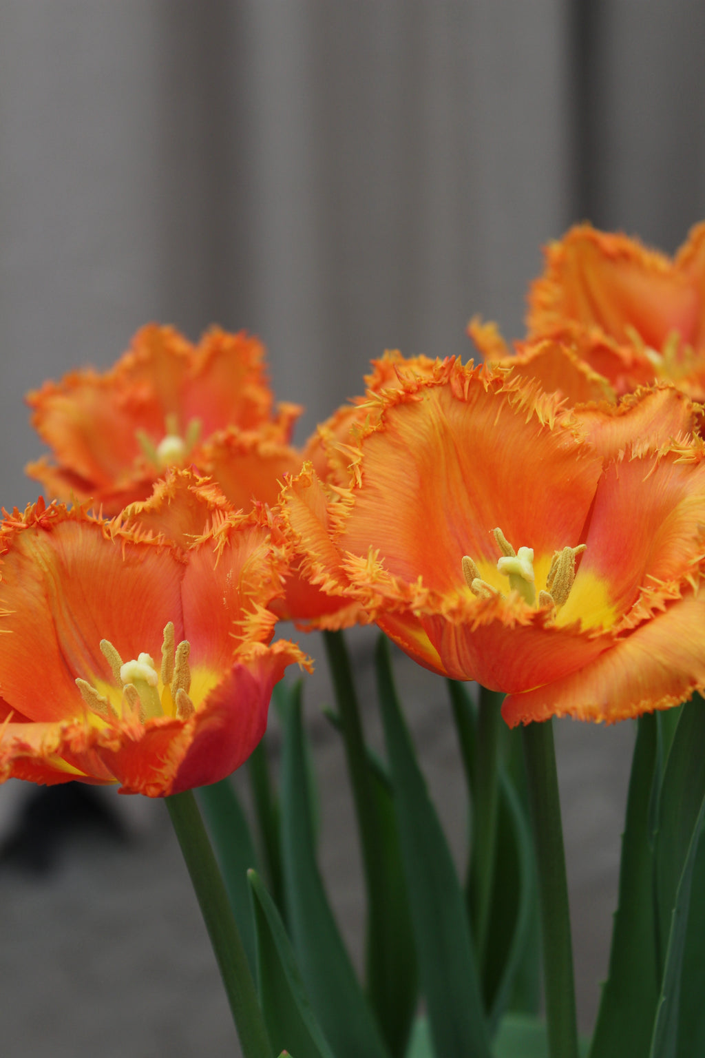 Tulipa 'Ogene' 12/14