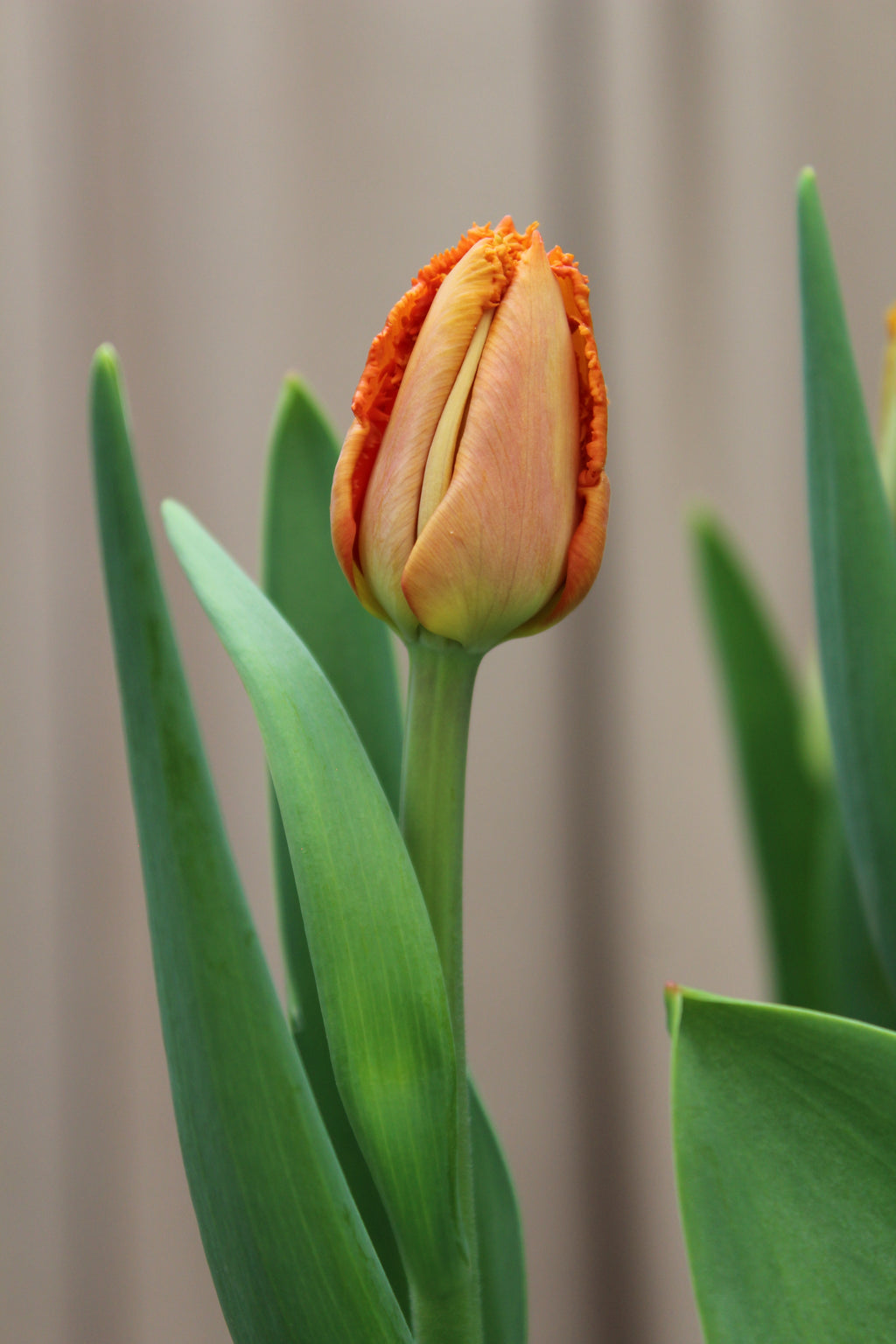 Tulipa 'Ogene' 12/14