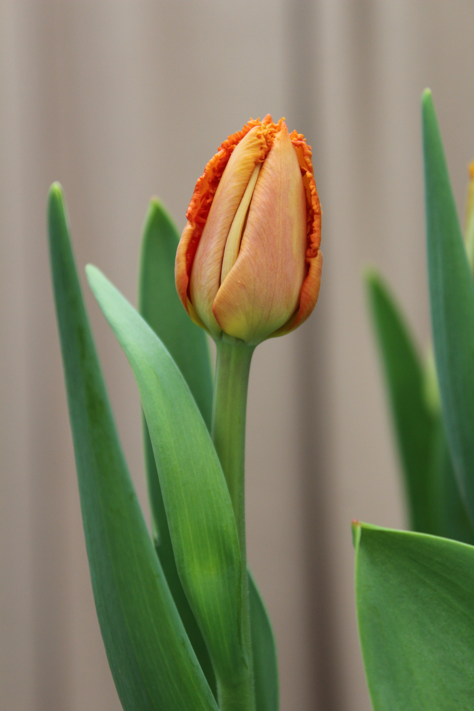 Tulipa 'Ogene' 12/14