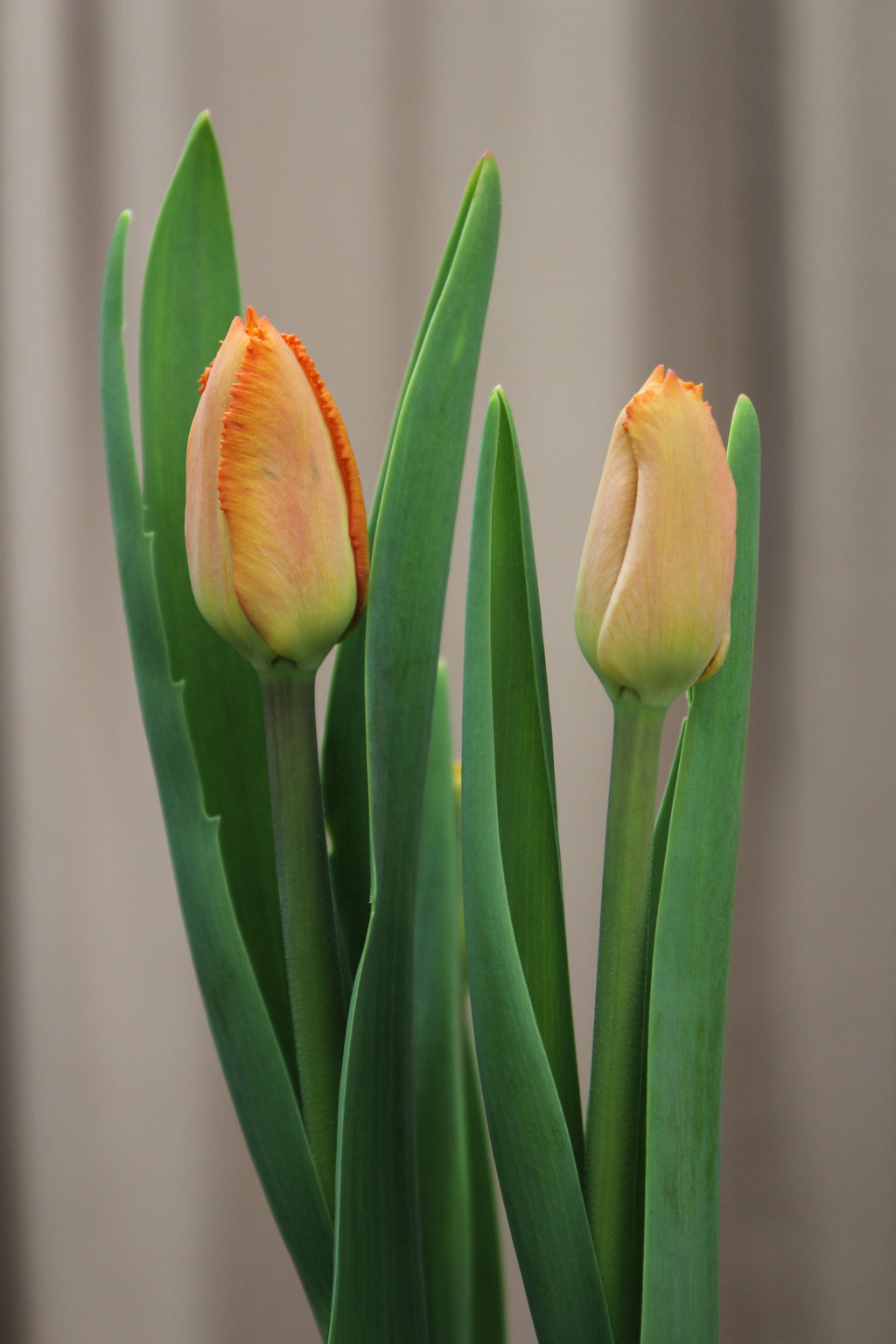Tulipa 'Ogene' 12/14
