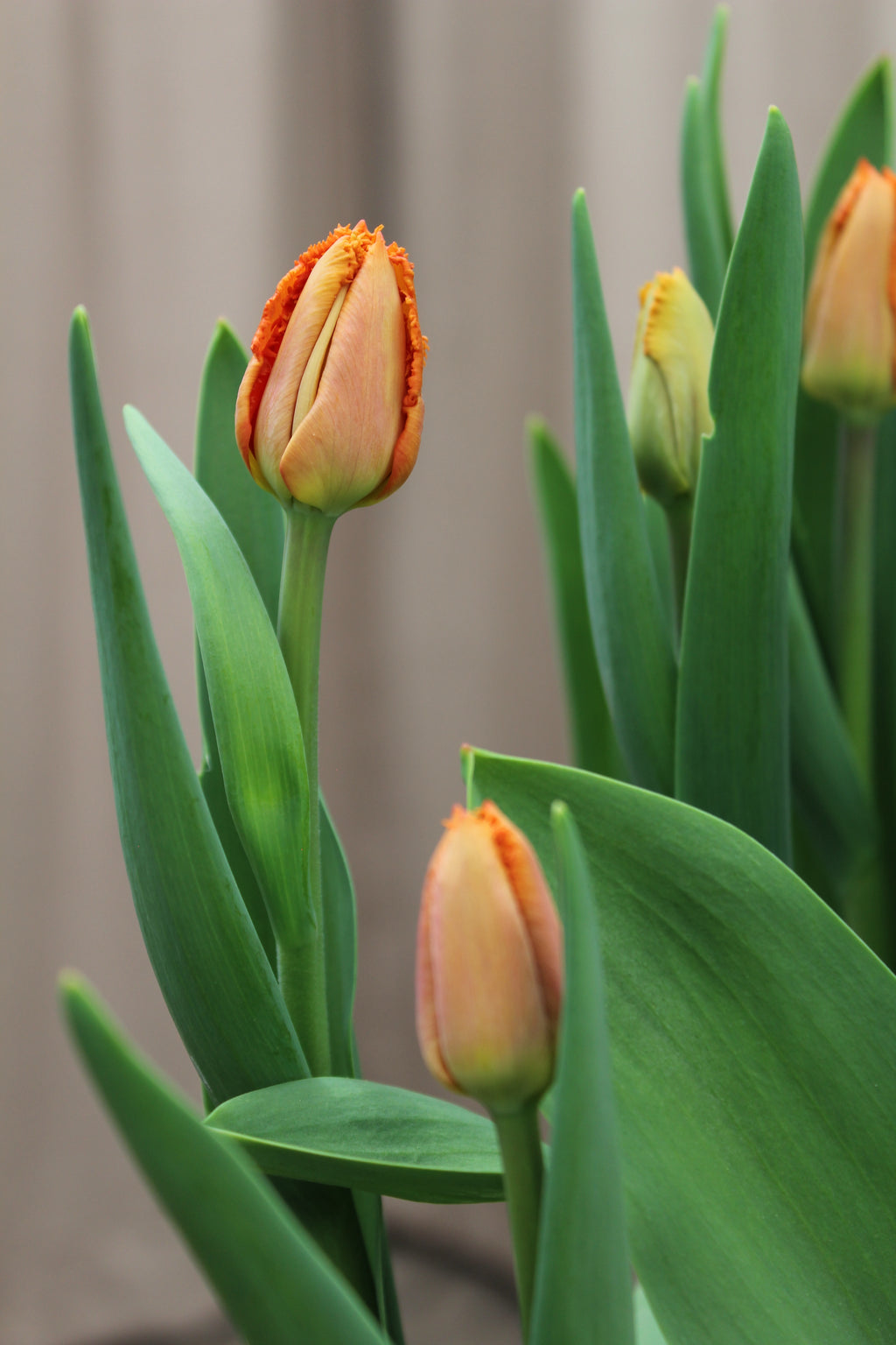 Tulipa 'Ogene' 12/14