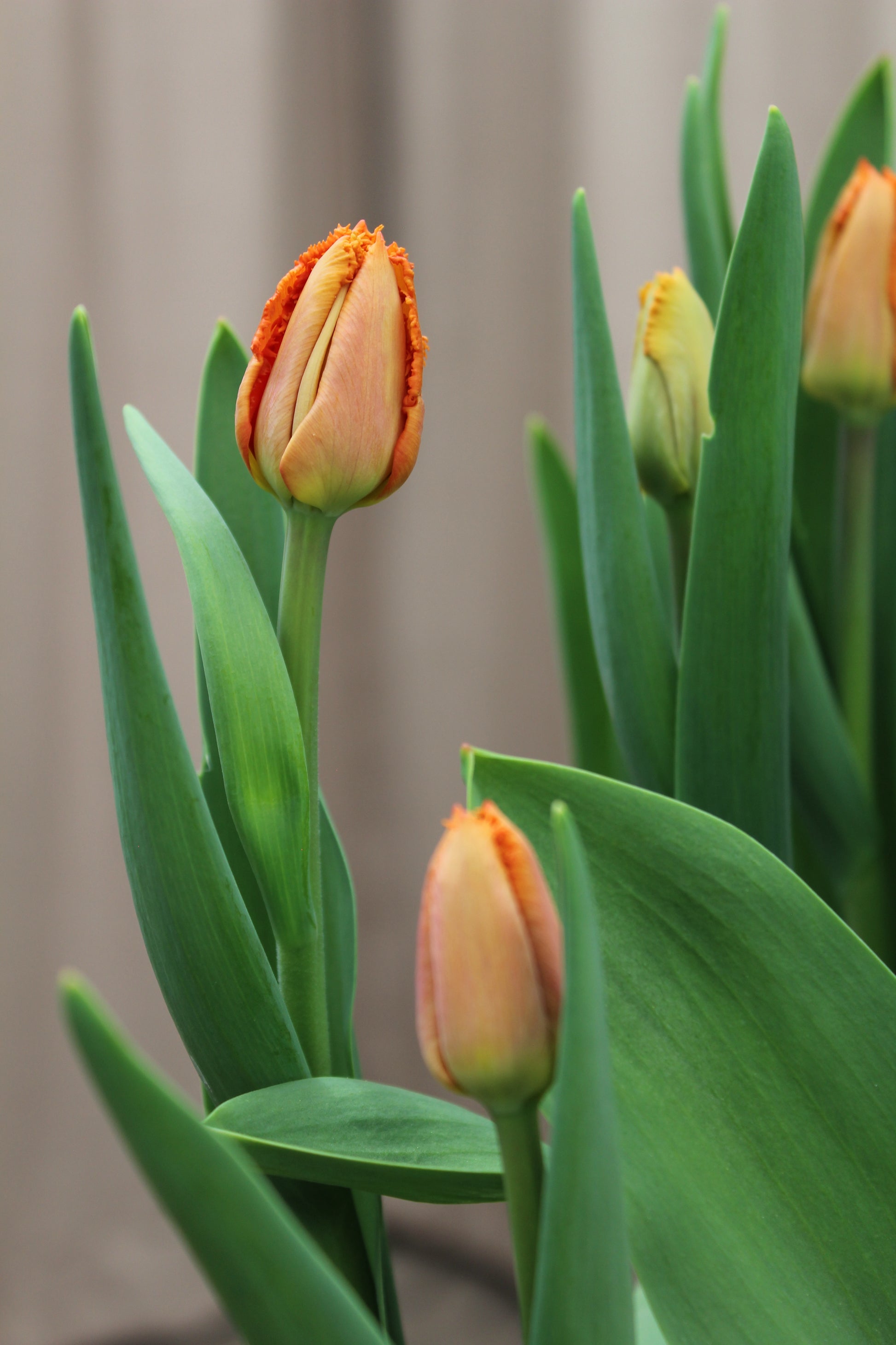 Tulipa 'Ogene' 12/14