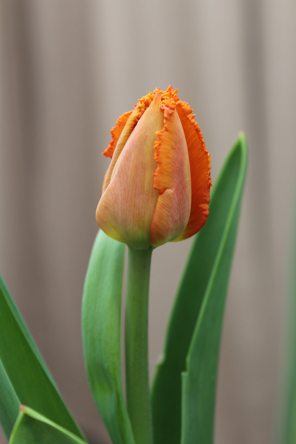 Tulipa 'Ogene' 12/14
