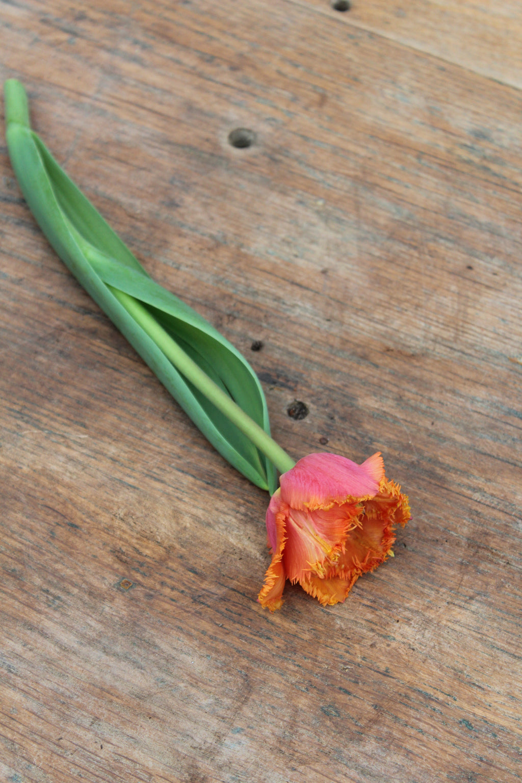 Tulipa 'Ogene' 12/14