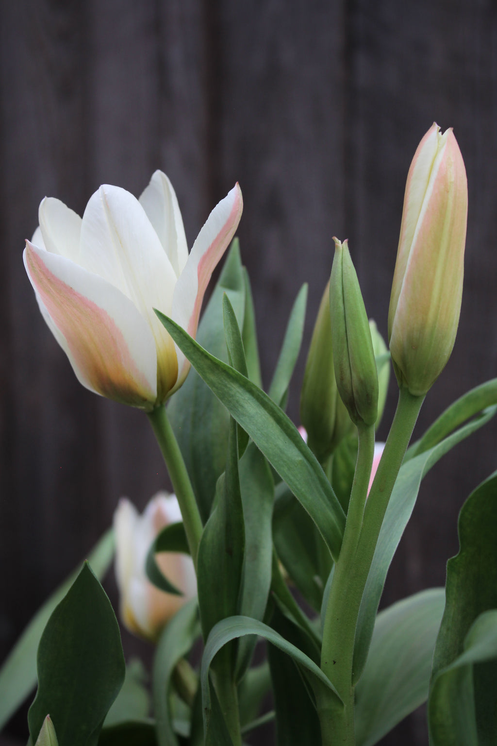 Tulipa 'Serano' 11/12
