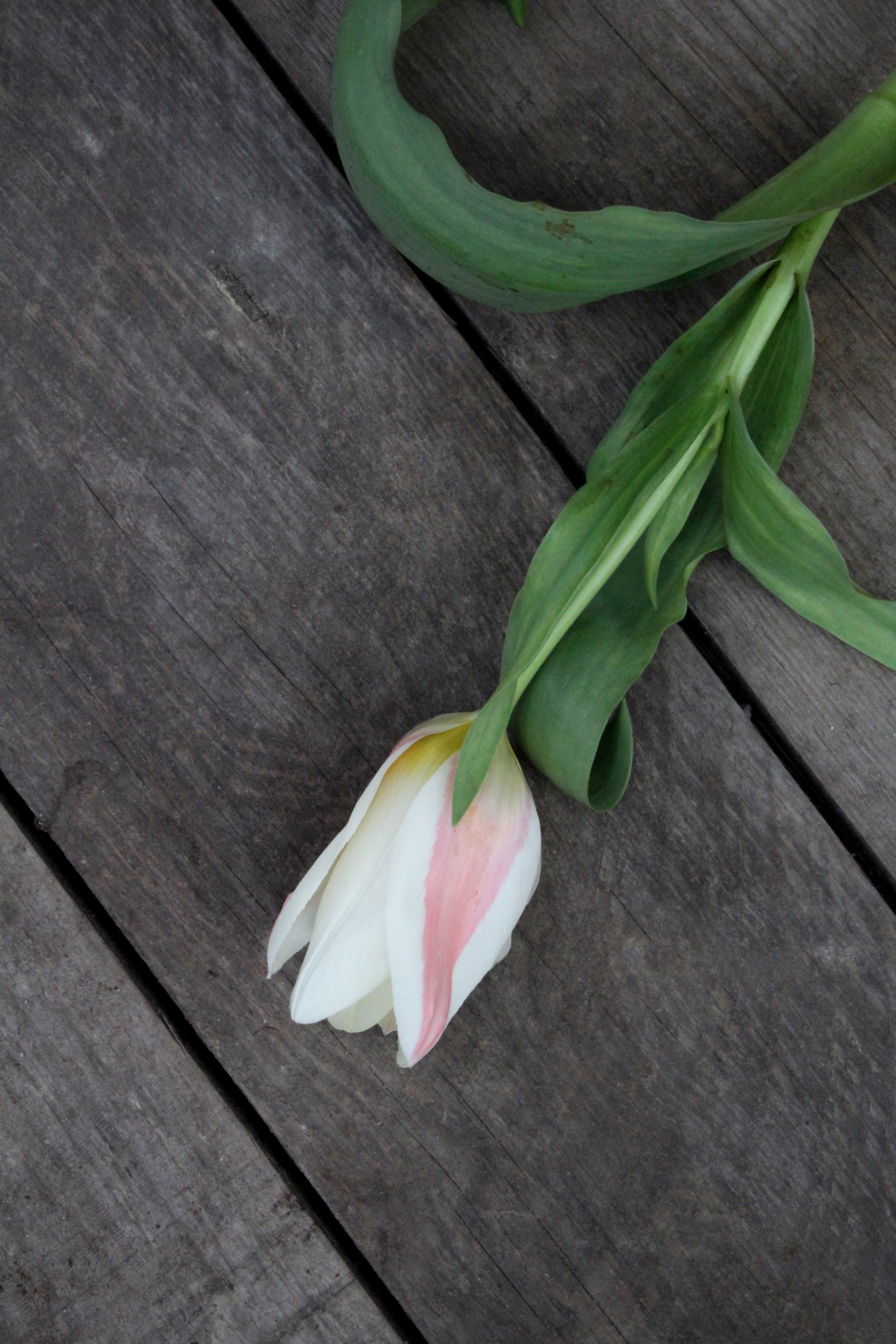 Tulipa 'Serano' 11/12