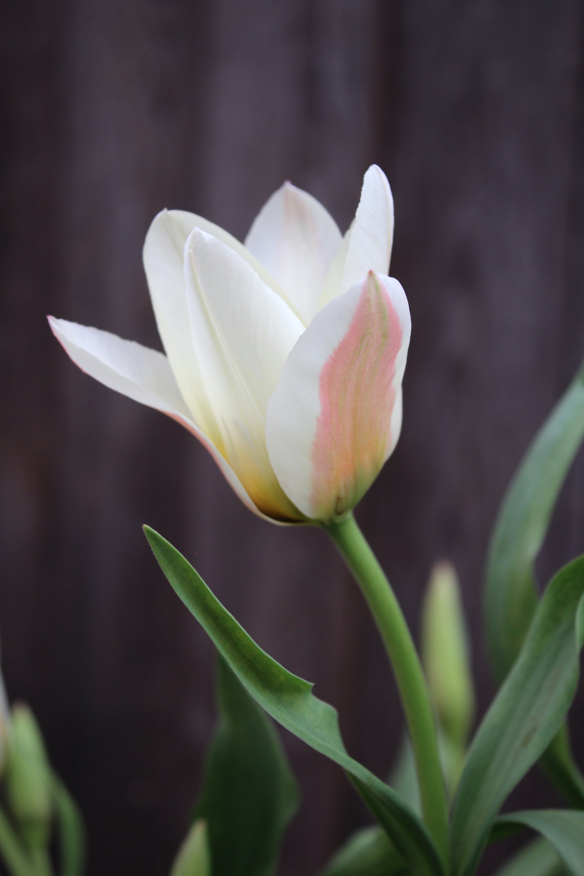 Tulipa 'Serano' 11/12