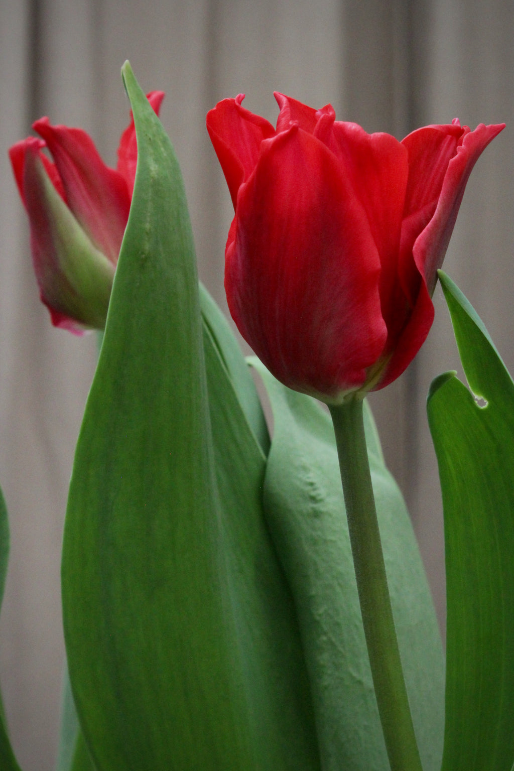 Tulipa 'Pretty Woman' 12/+