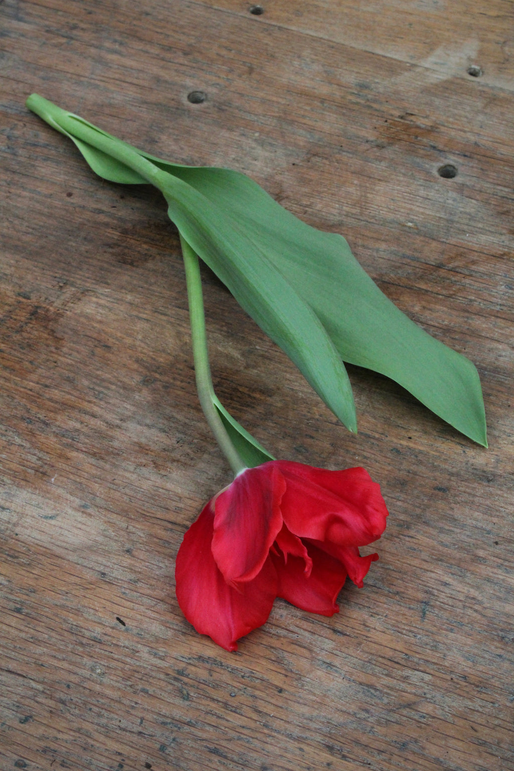 Tulipa 'Pretty Woman' 12/+