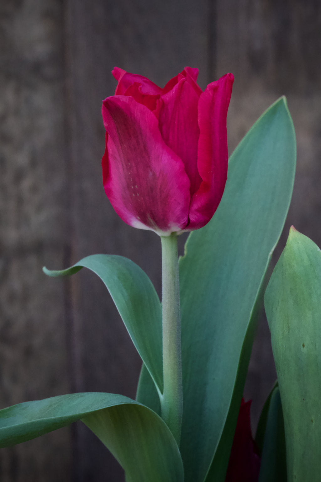 Tulipa 'Pretty Woman' 12/+