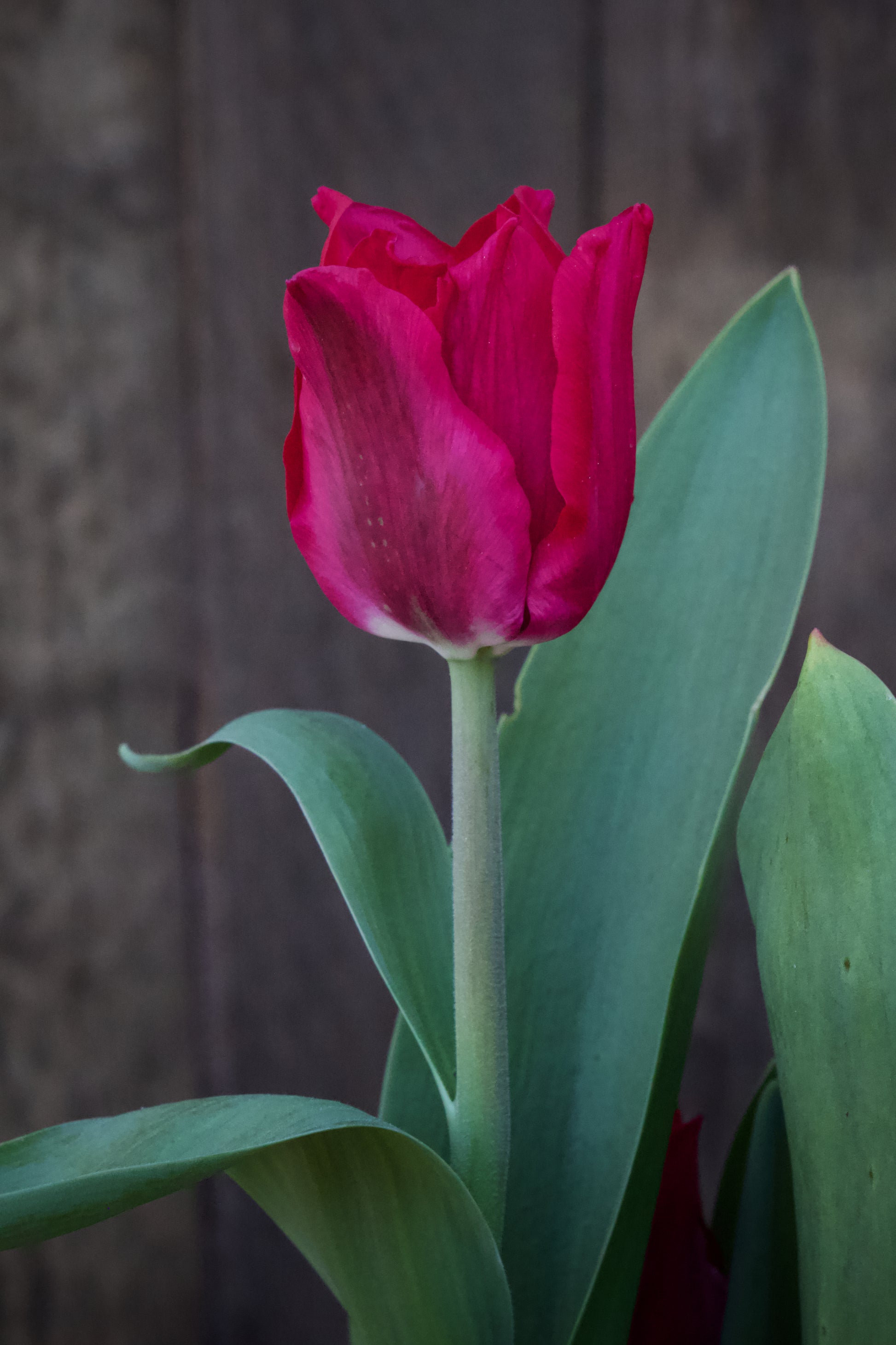 Tulipa 'Pretty Woman' 12/+