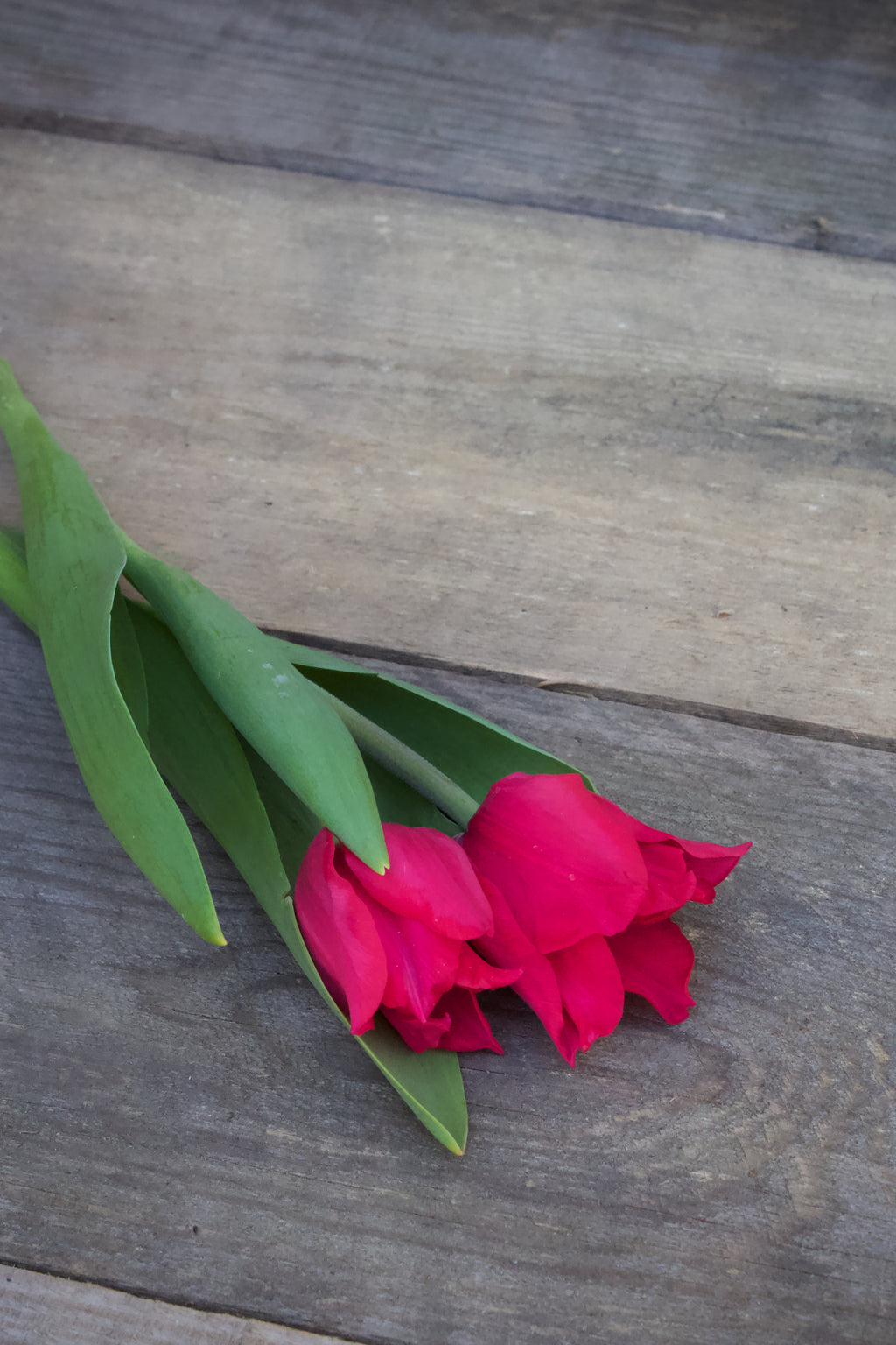 Tulipa 'Pretty Woman' 12/+
