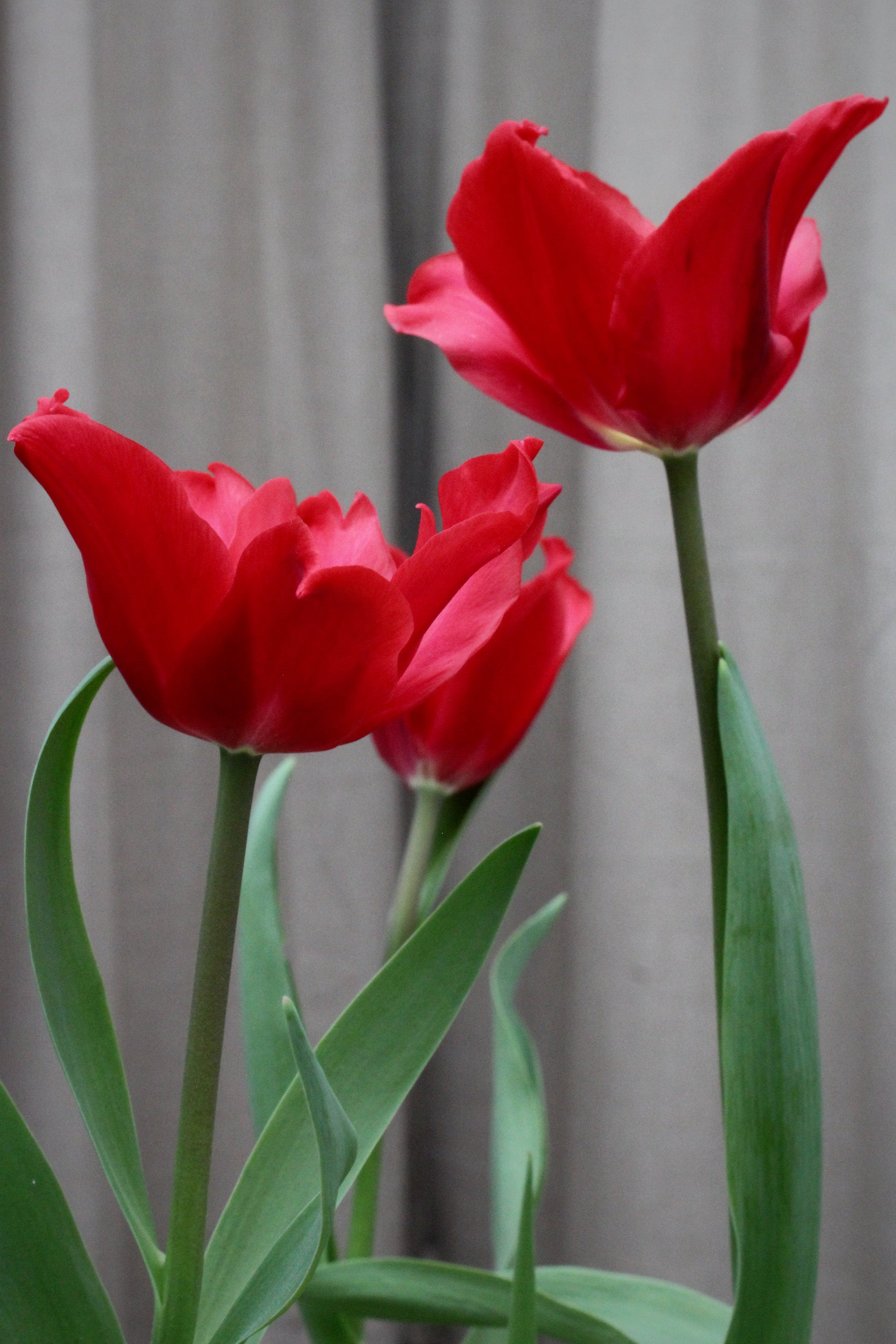 Tulipa 'Pretty Woman' 12/+