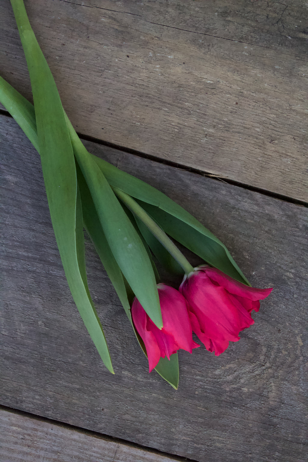 Tulipa 'Pretty Woman' 12/+