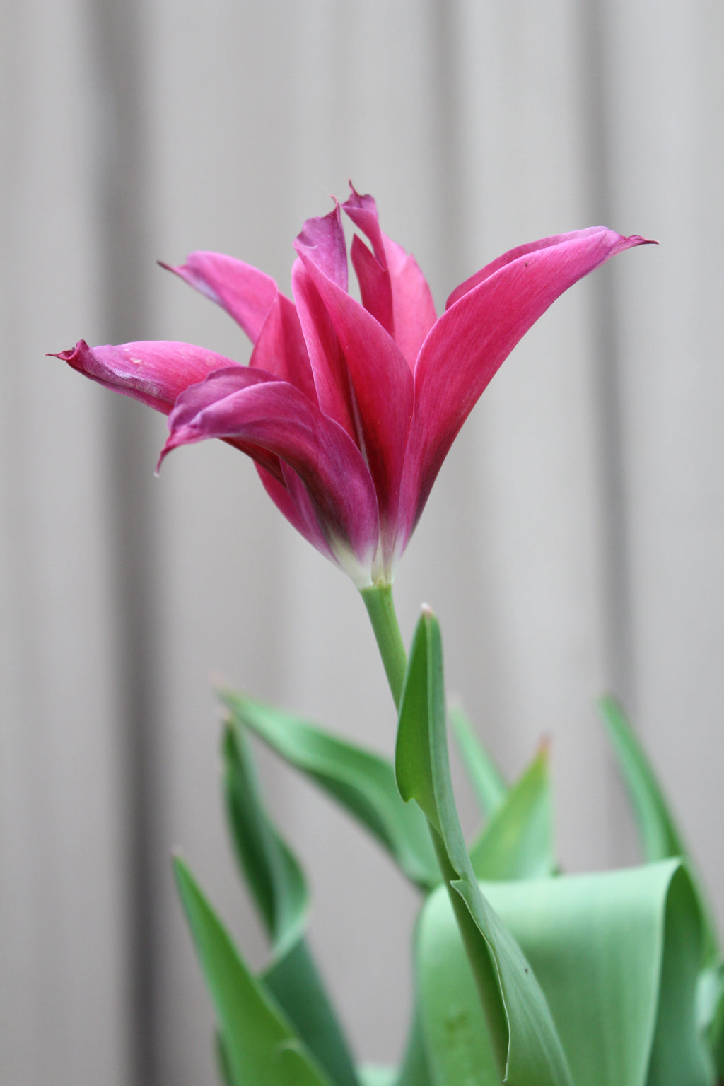 Tulipa 'Doll's Minuet' 12/+