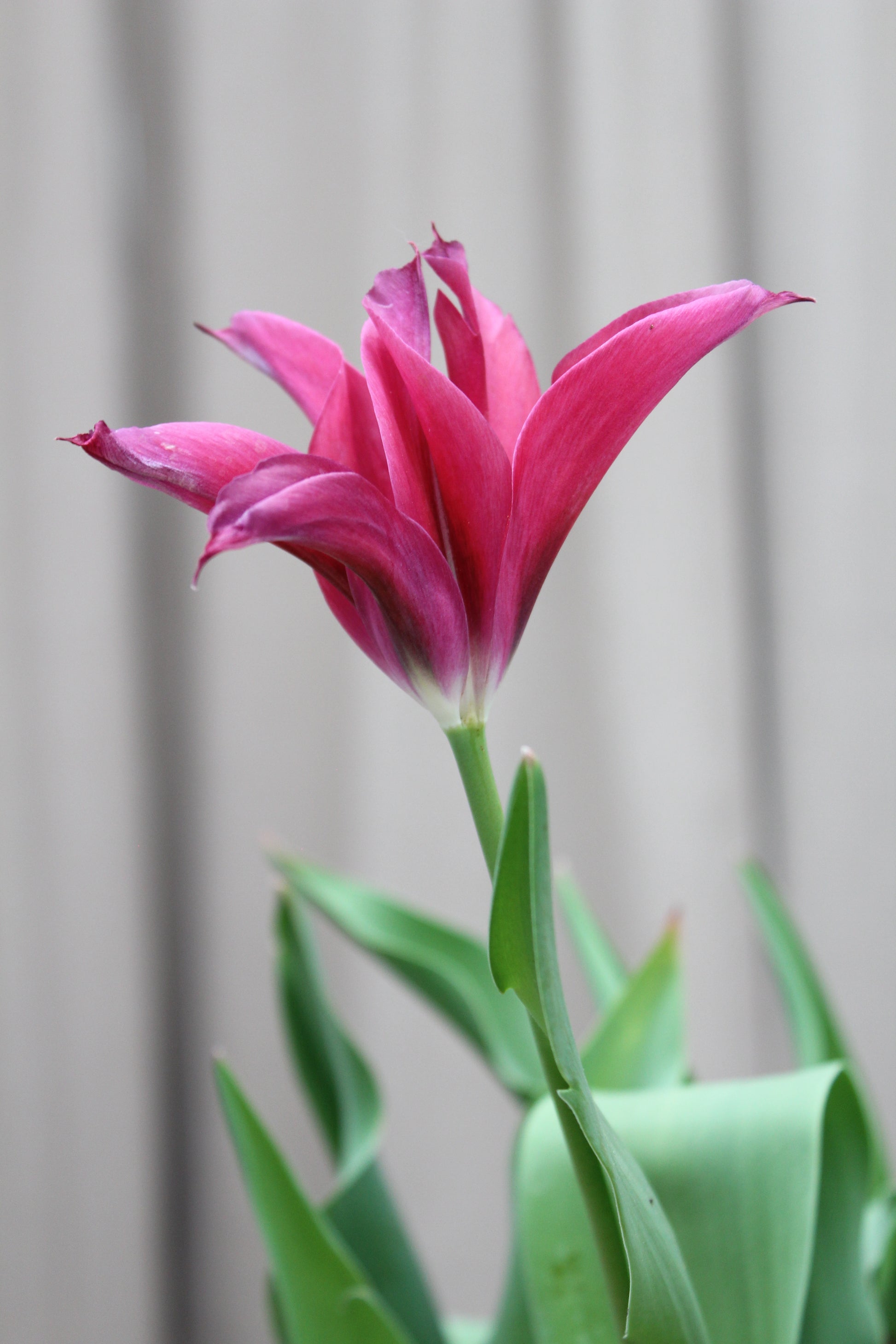 Tulipa 'Doll's Minuet' 12/+