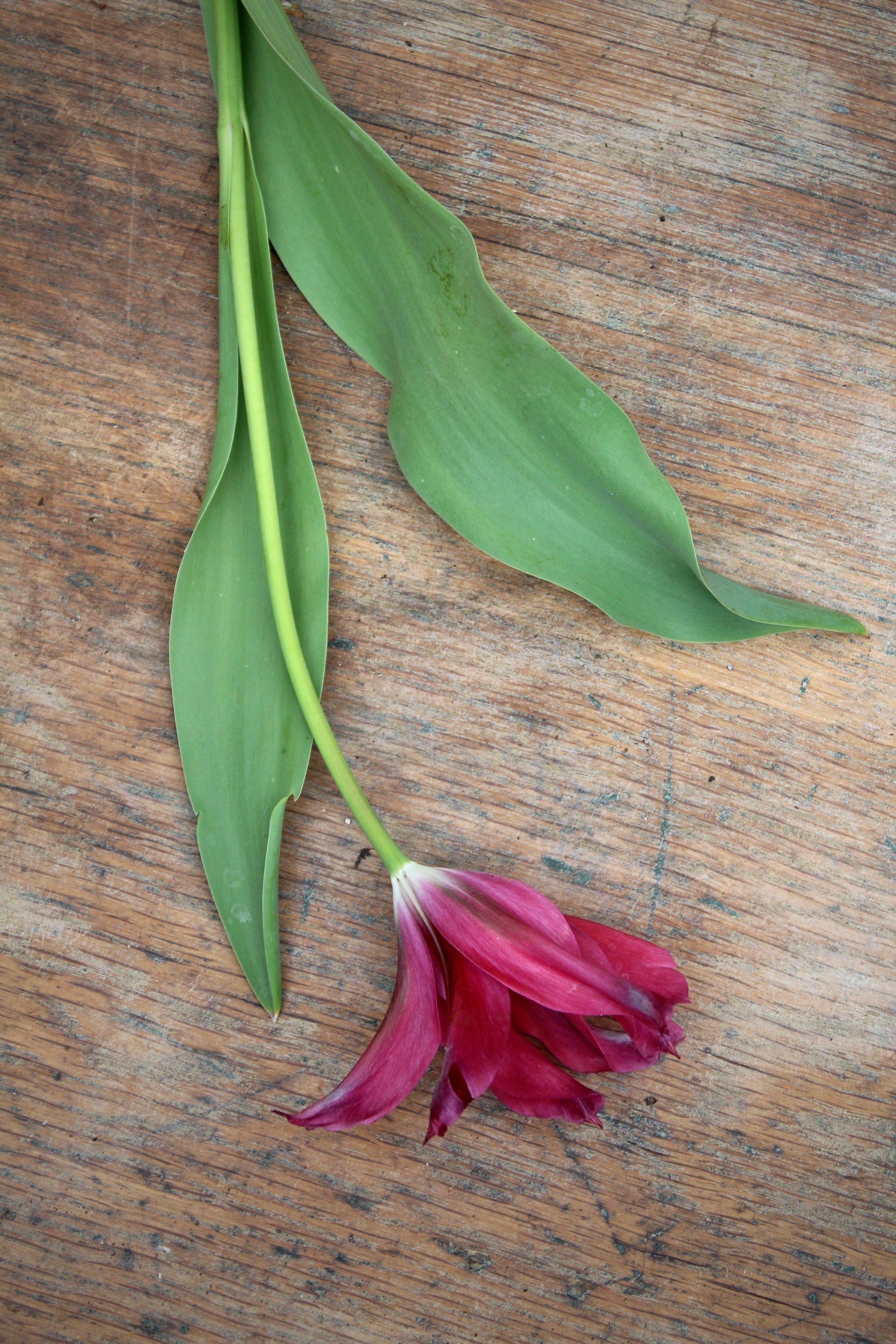 Tulipa 'Doll's Minuet' 12/+