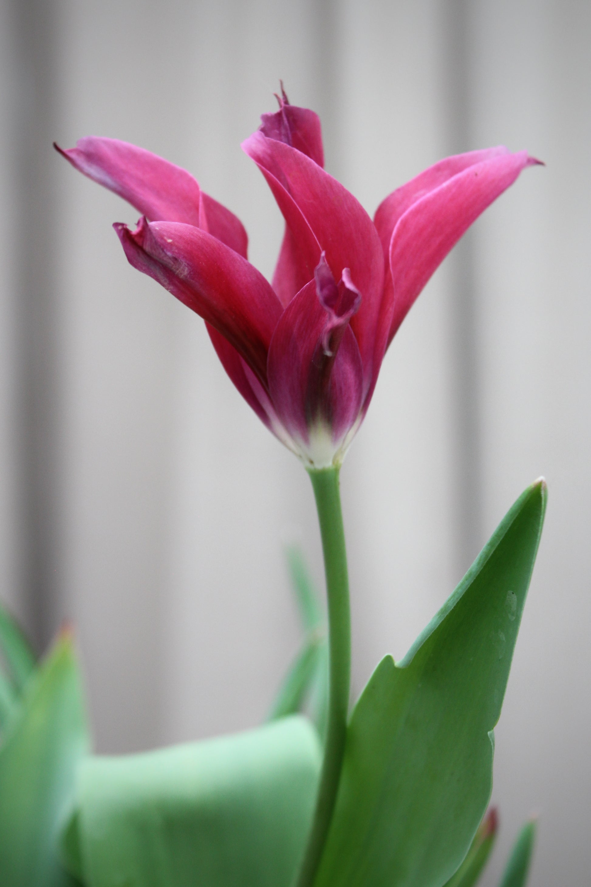 Tulipa 'Doll's Minuet' 12/+