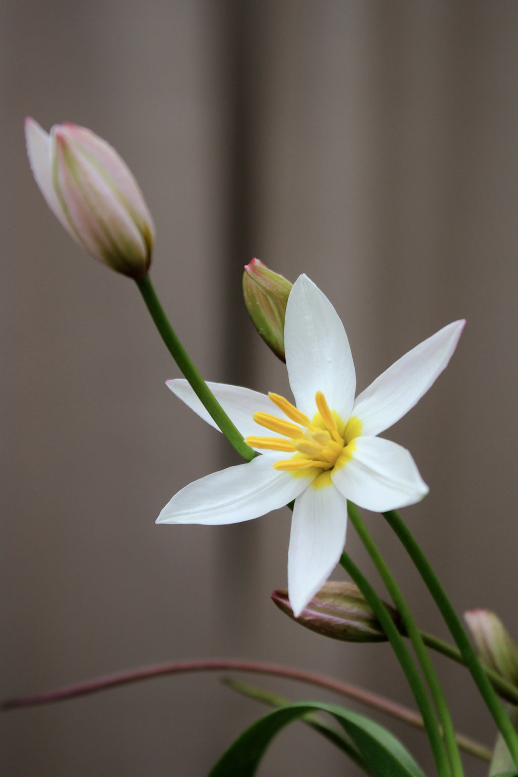 Tulipa 'Hilde' 6/+