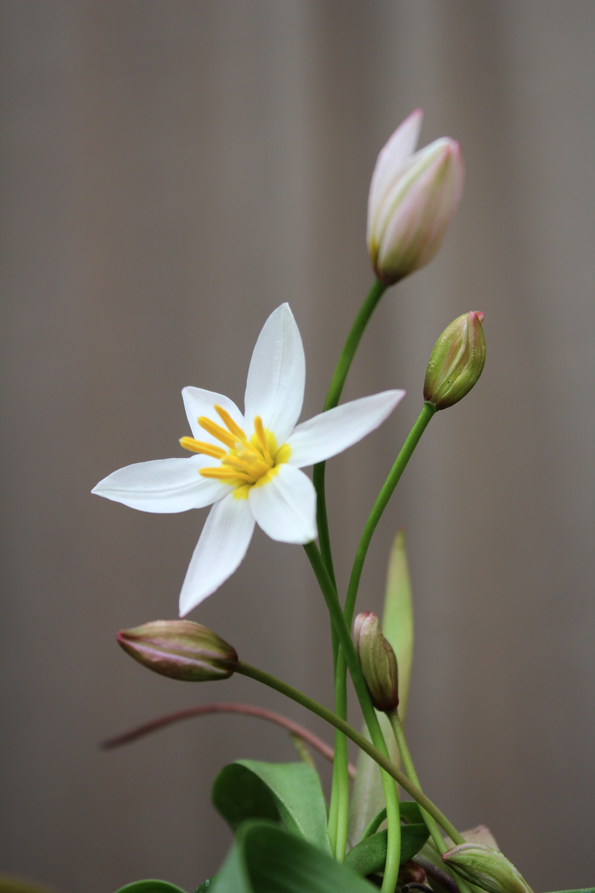 Tulipa 'Hilde' 6/+