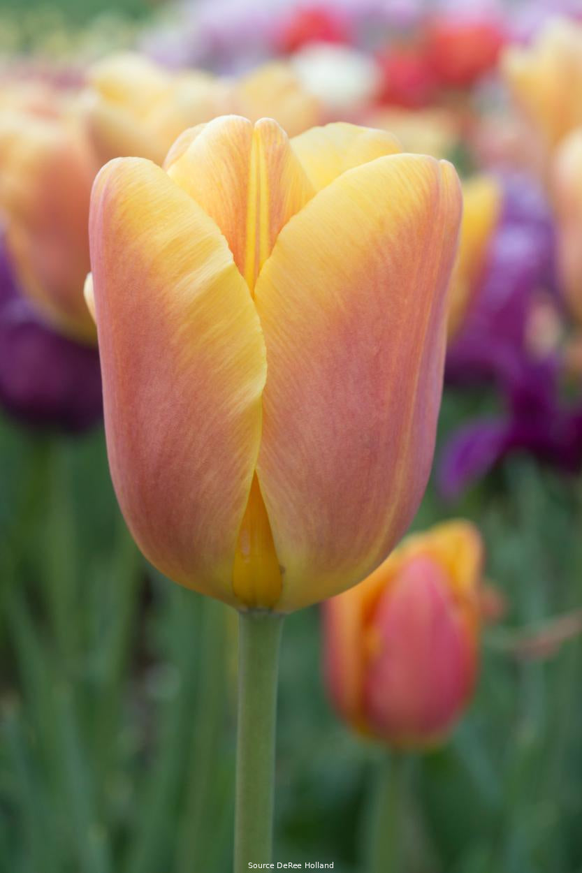 Tulipa 'Bellville' 12/+
