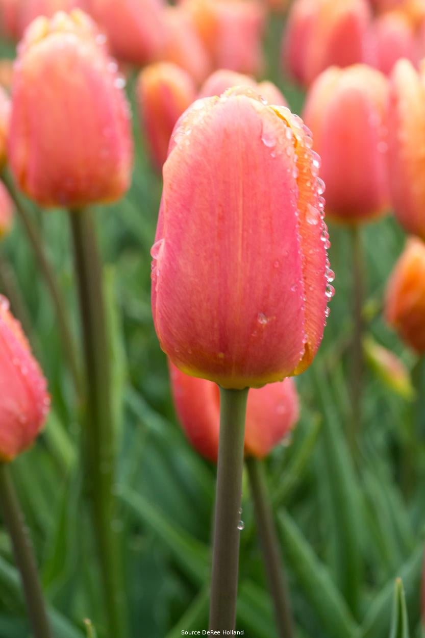 Tulipa 'Bellville' 12/+