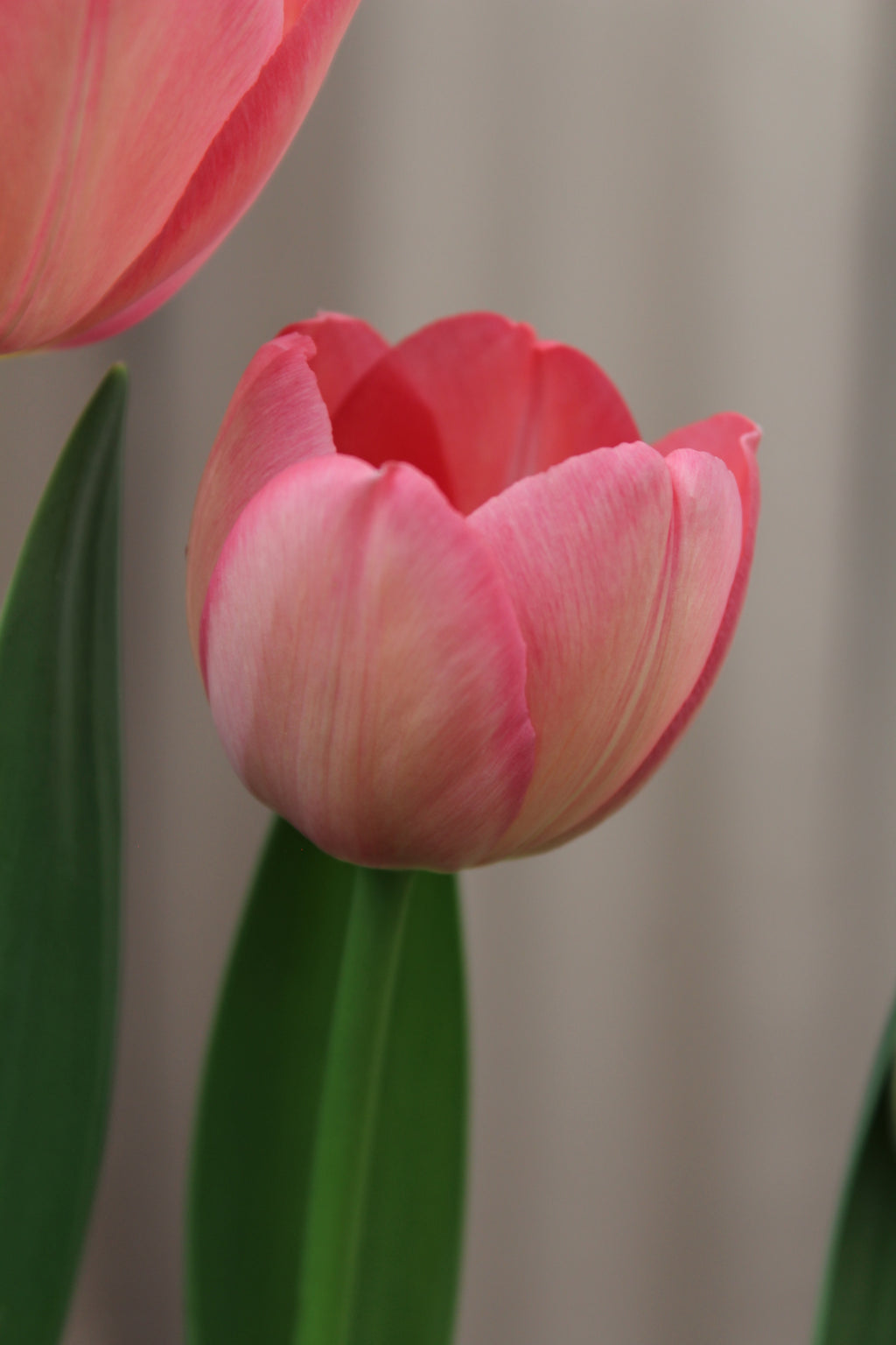Tulipa 'Apricot Pride' 12/+