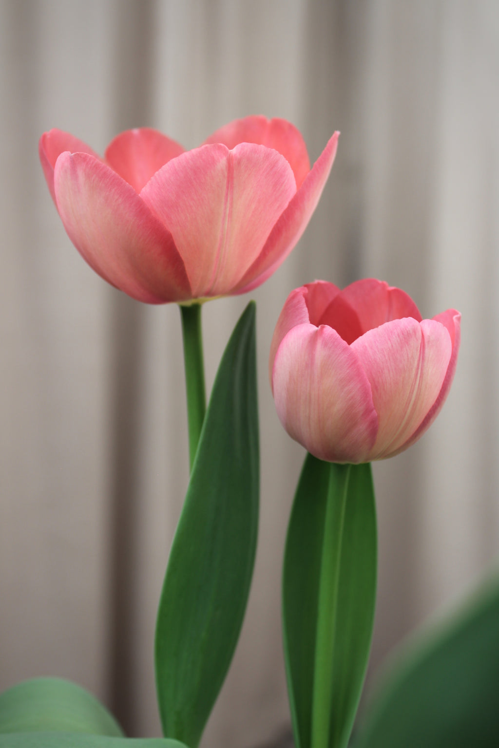 Tulipa 'Apricot Pride' 12/+