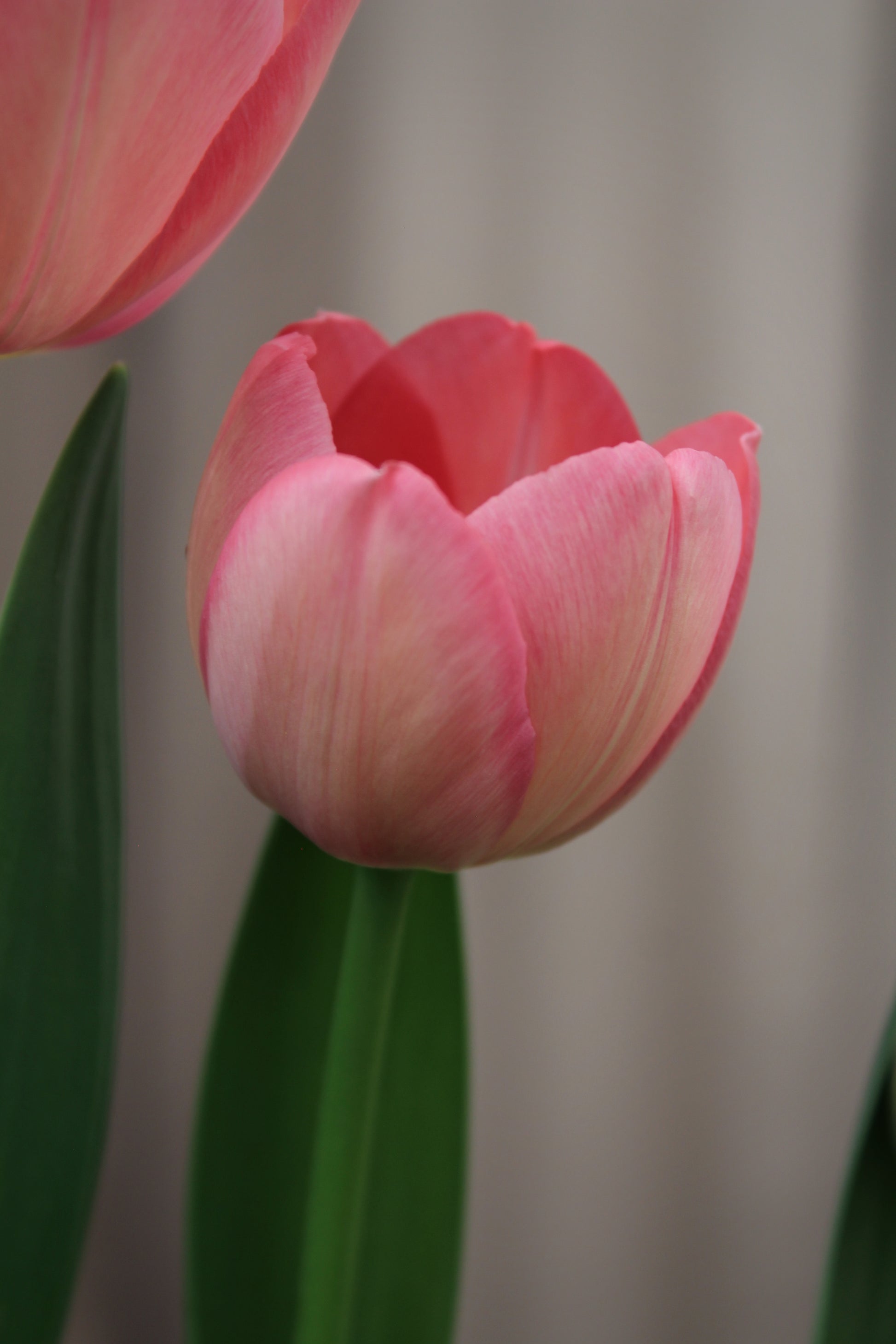 Tulipa 'Apricot Pride' 12/+