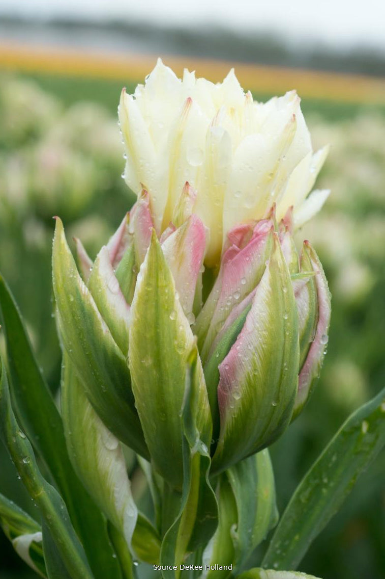 Tulipa 'Mystery Valley' 12/+