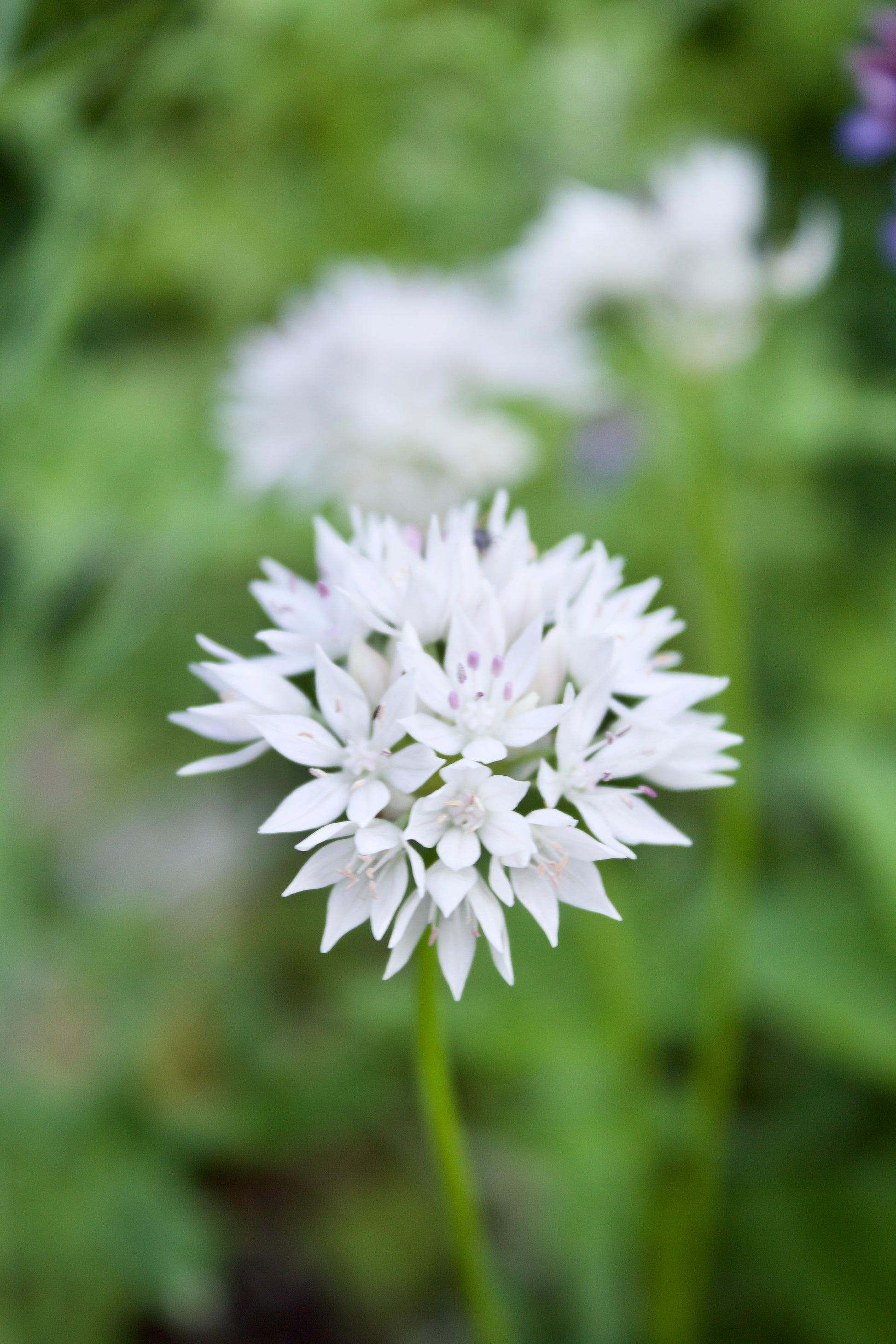 Allium 'Gracefull' 6/+