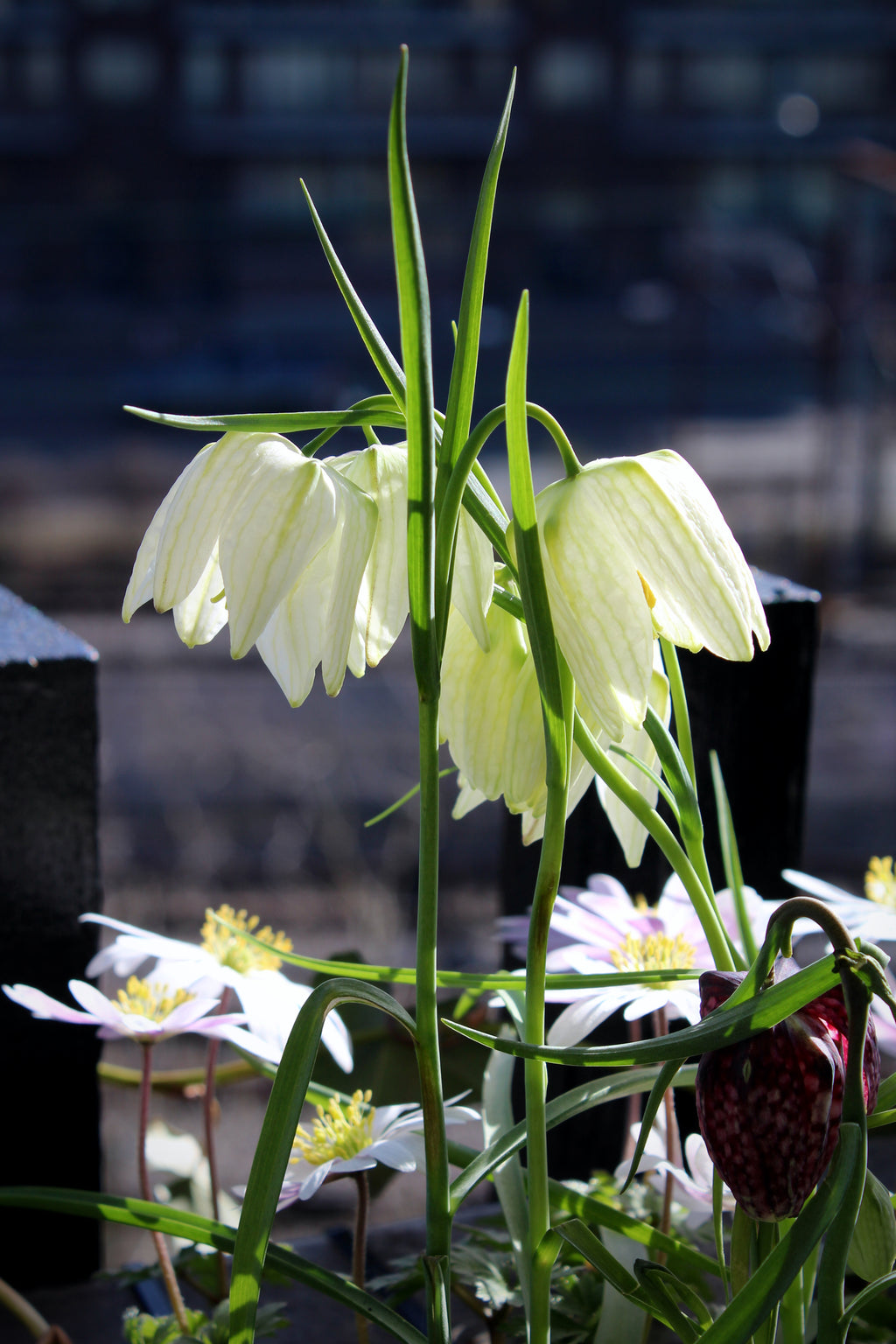 Fritillaria meleagris 'Alba' 6/7