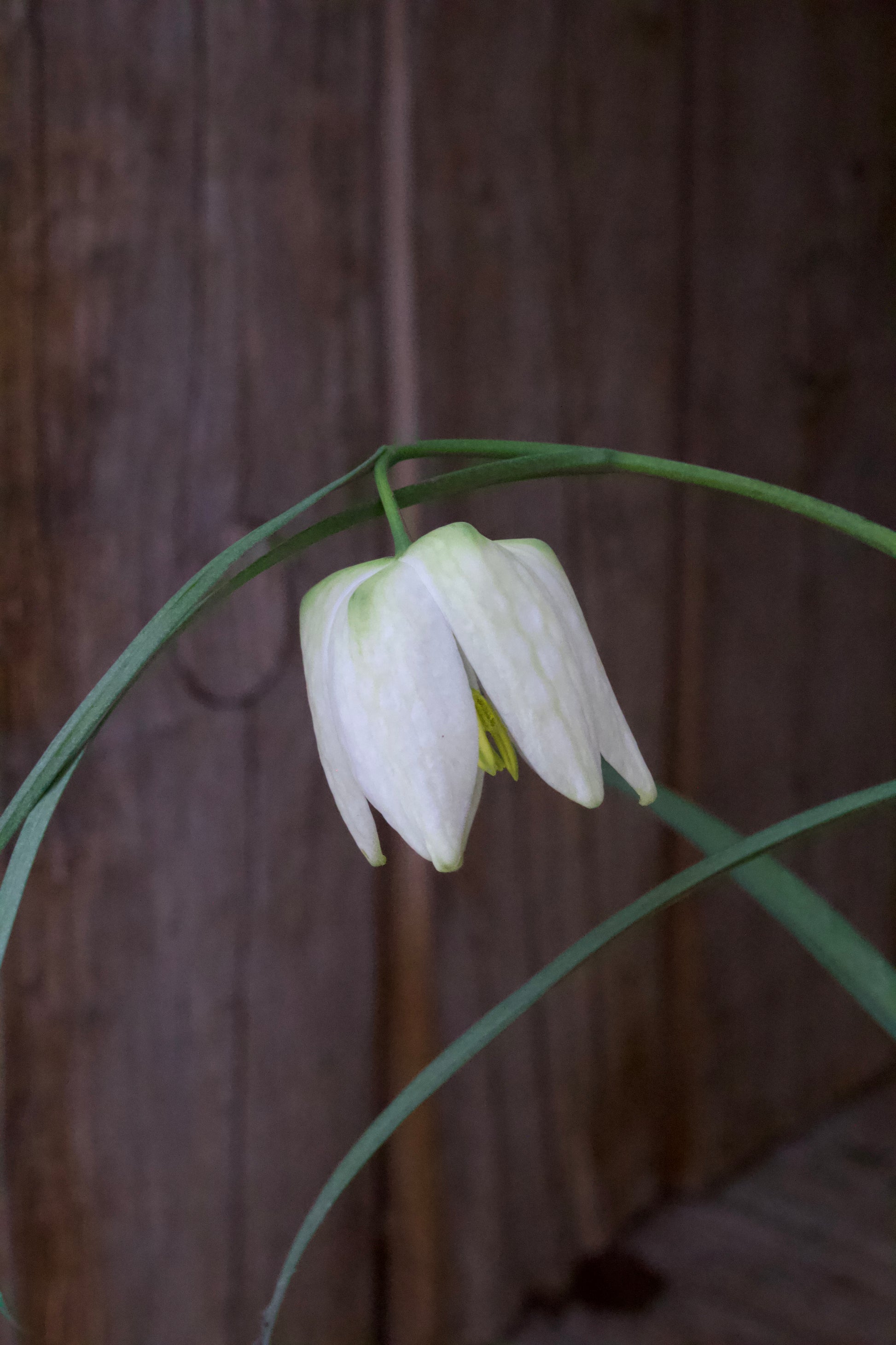 Fritillaria meleagris 'Alba' 6/7