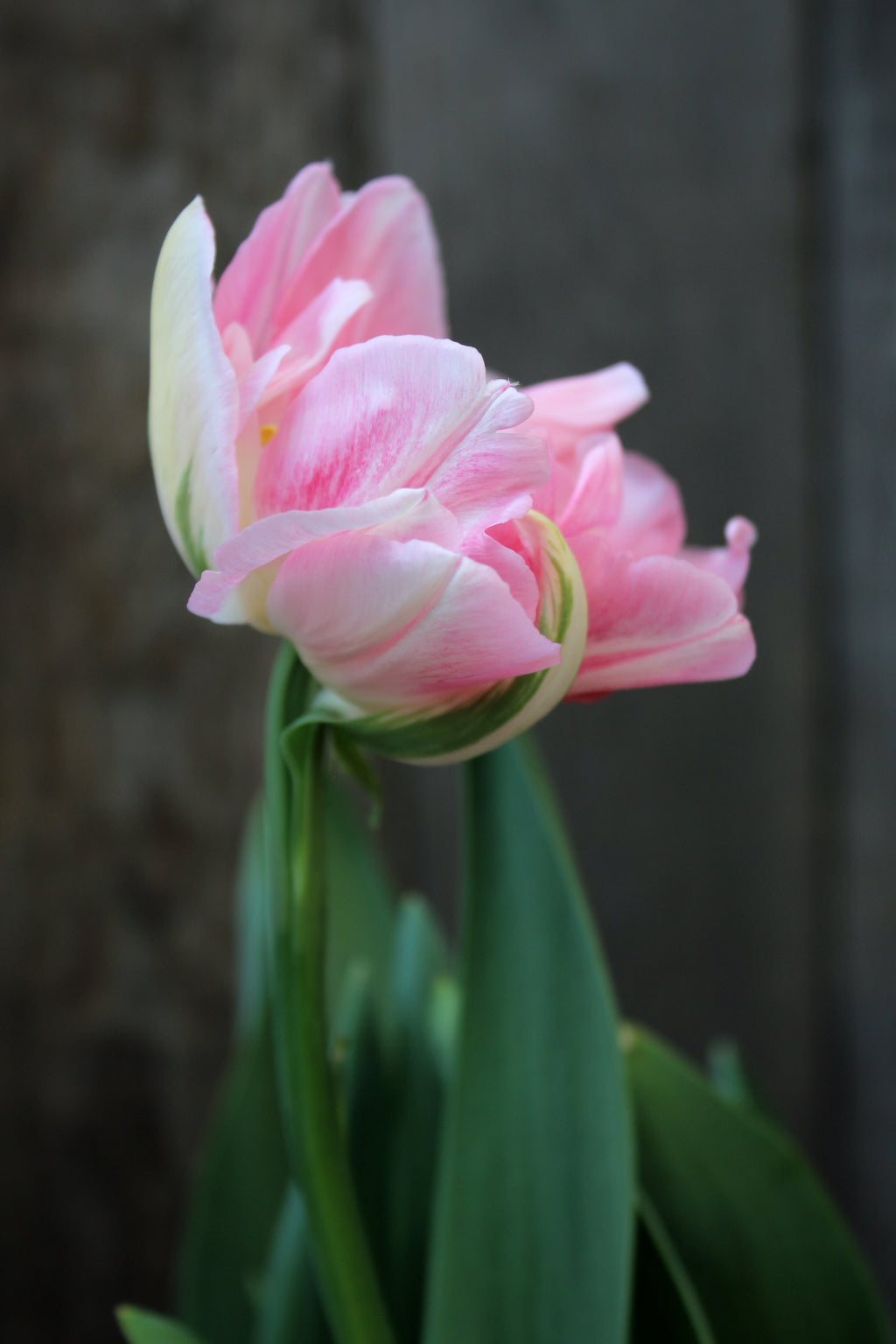 Tulipa 'Finola' 11/12