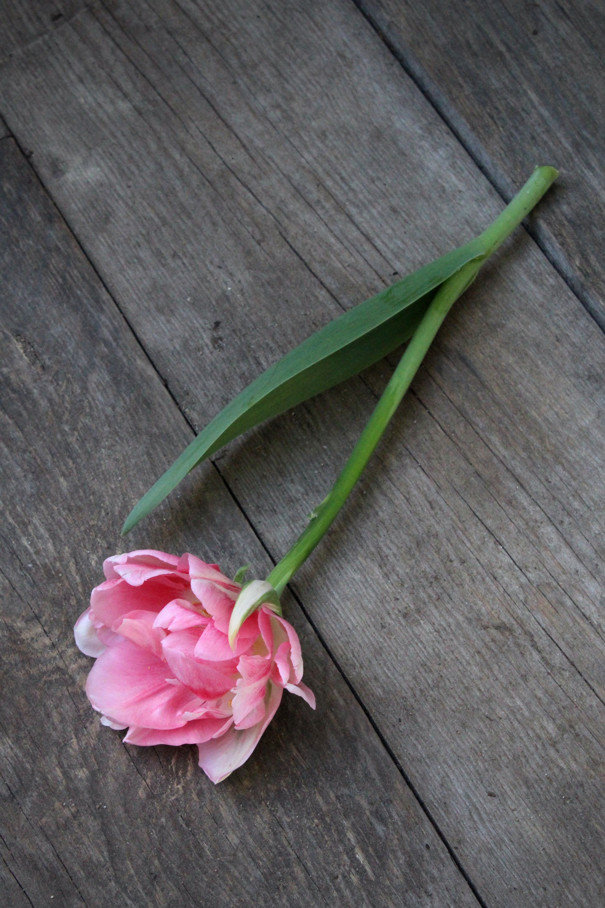 Tulipa 'Finola' 11/12