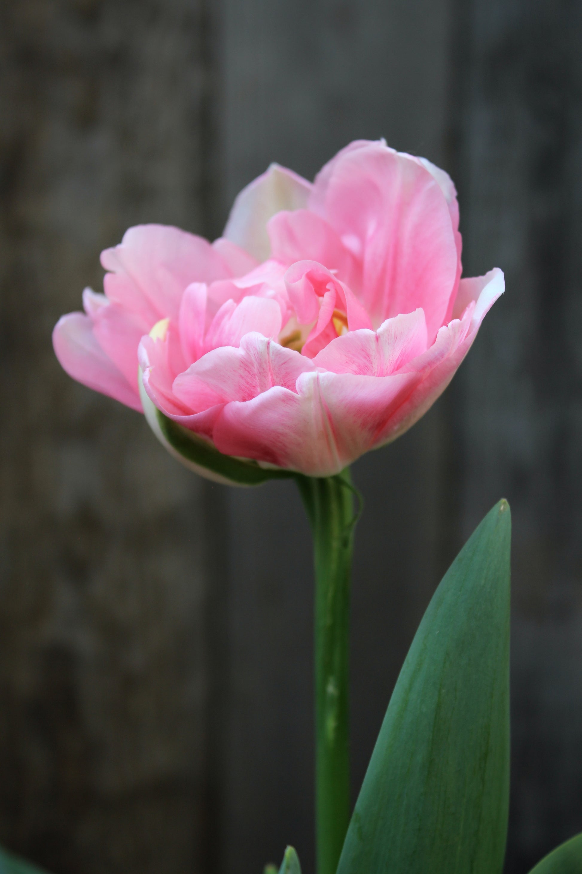 Tulipa 'Finola' 11/12