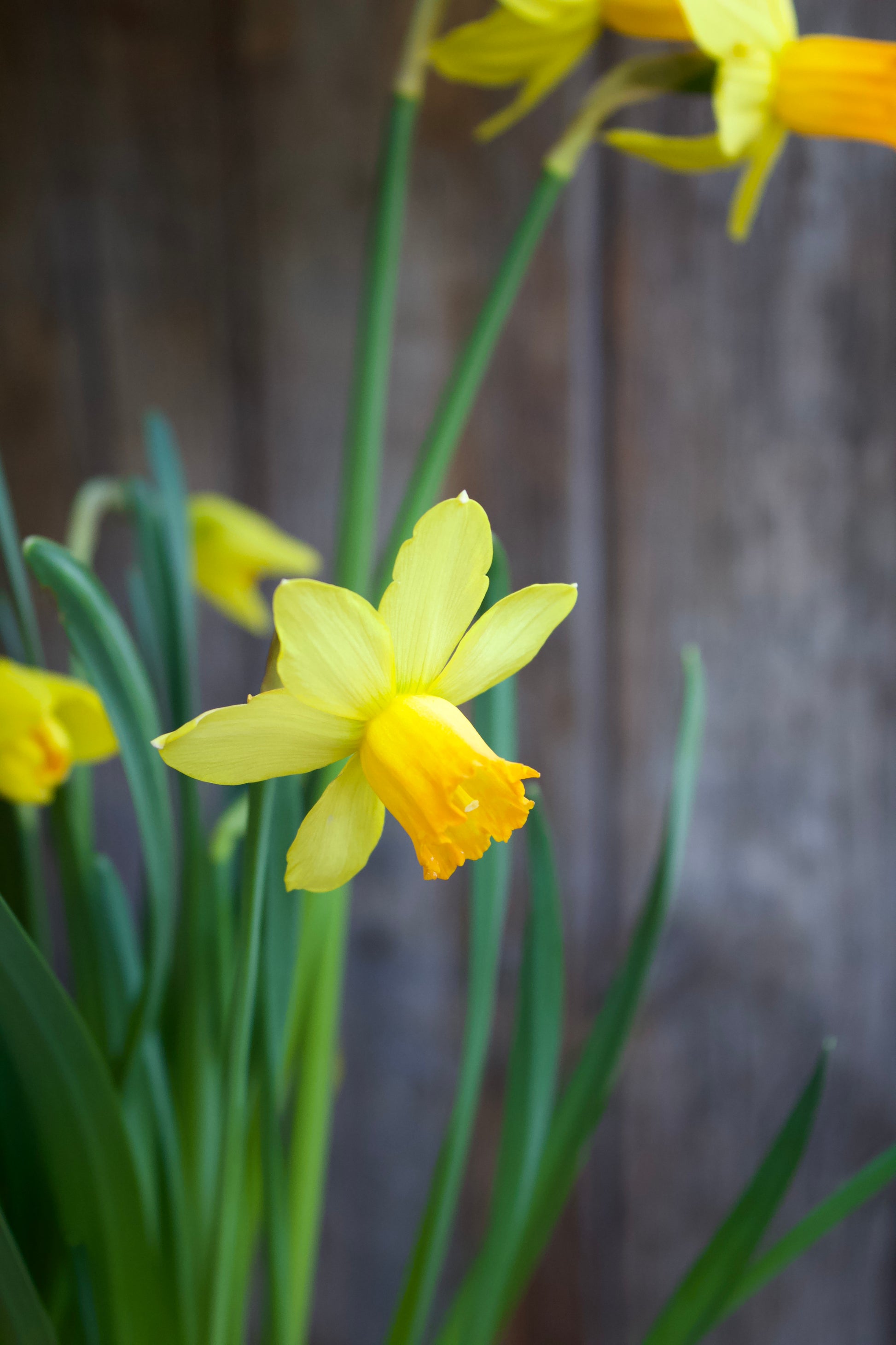 Narcissus 'Jetfire' 10/12