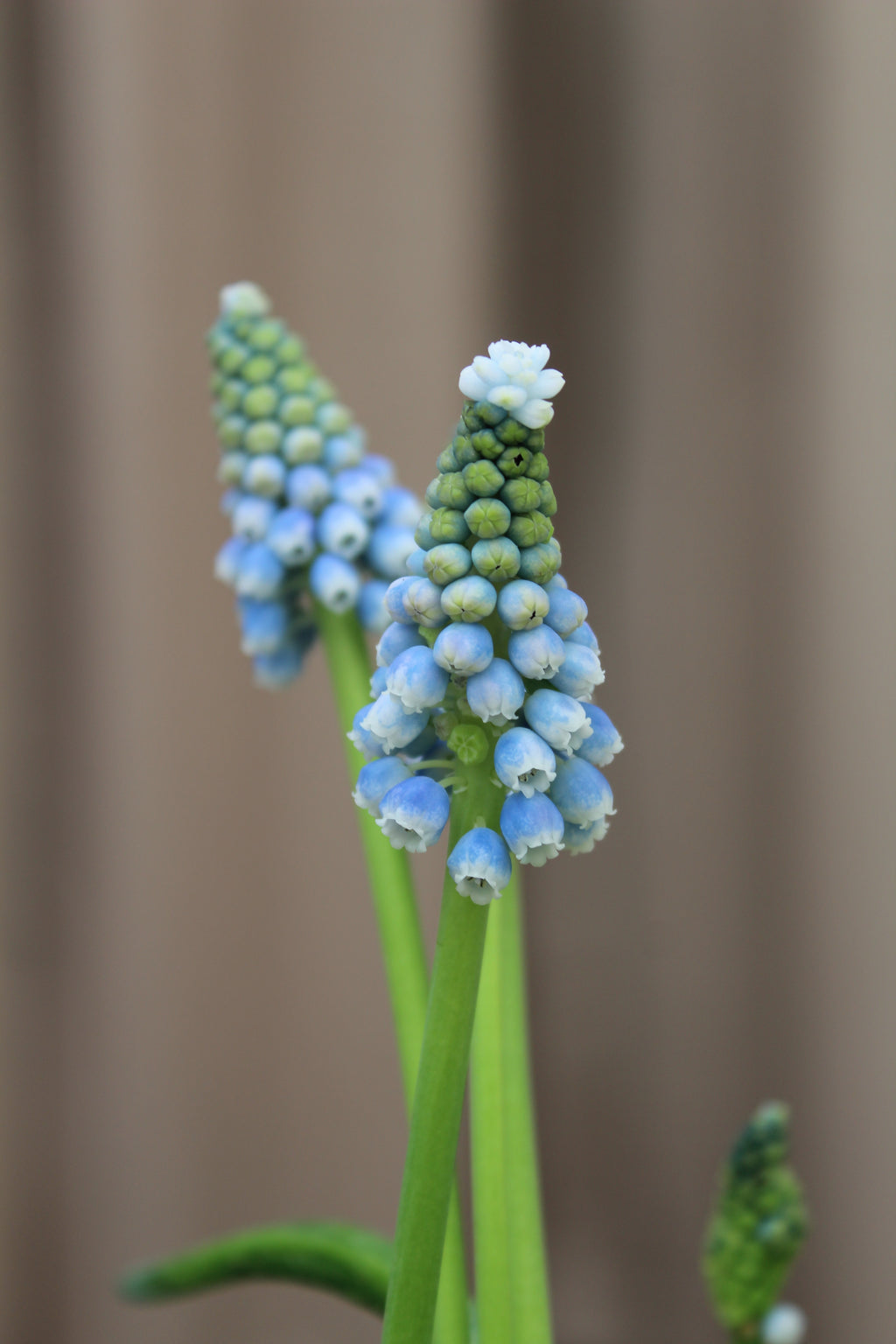 Muscari 'Ocean Magic' 7/8