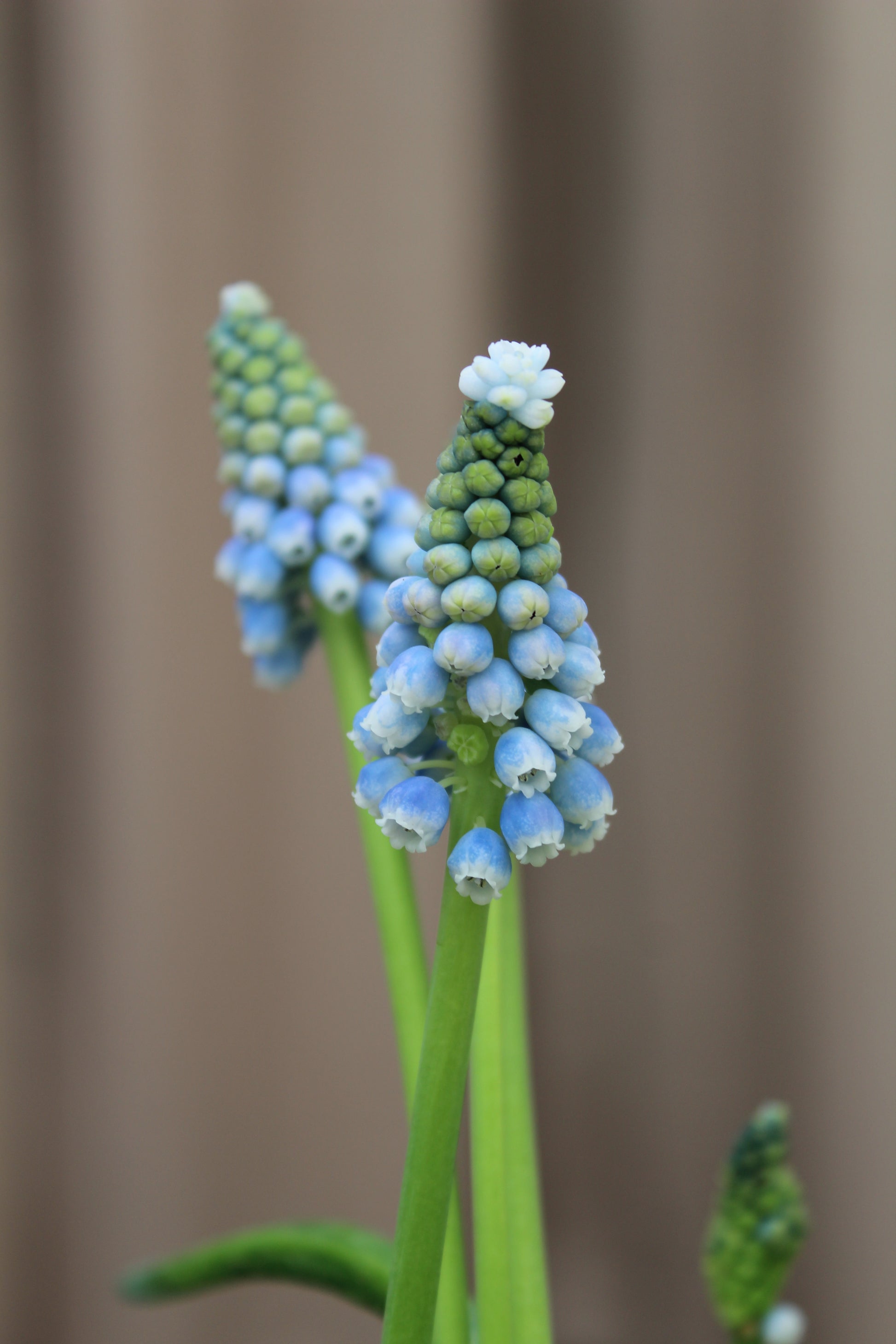 Muscari 'Ocean Magic' 7/8