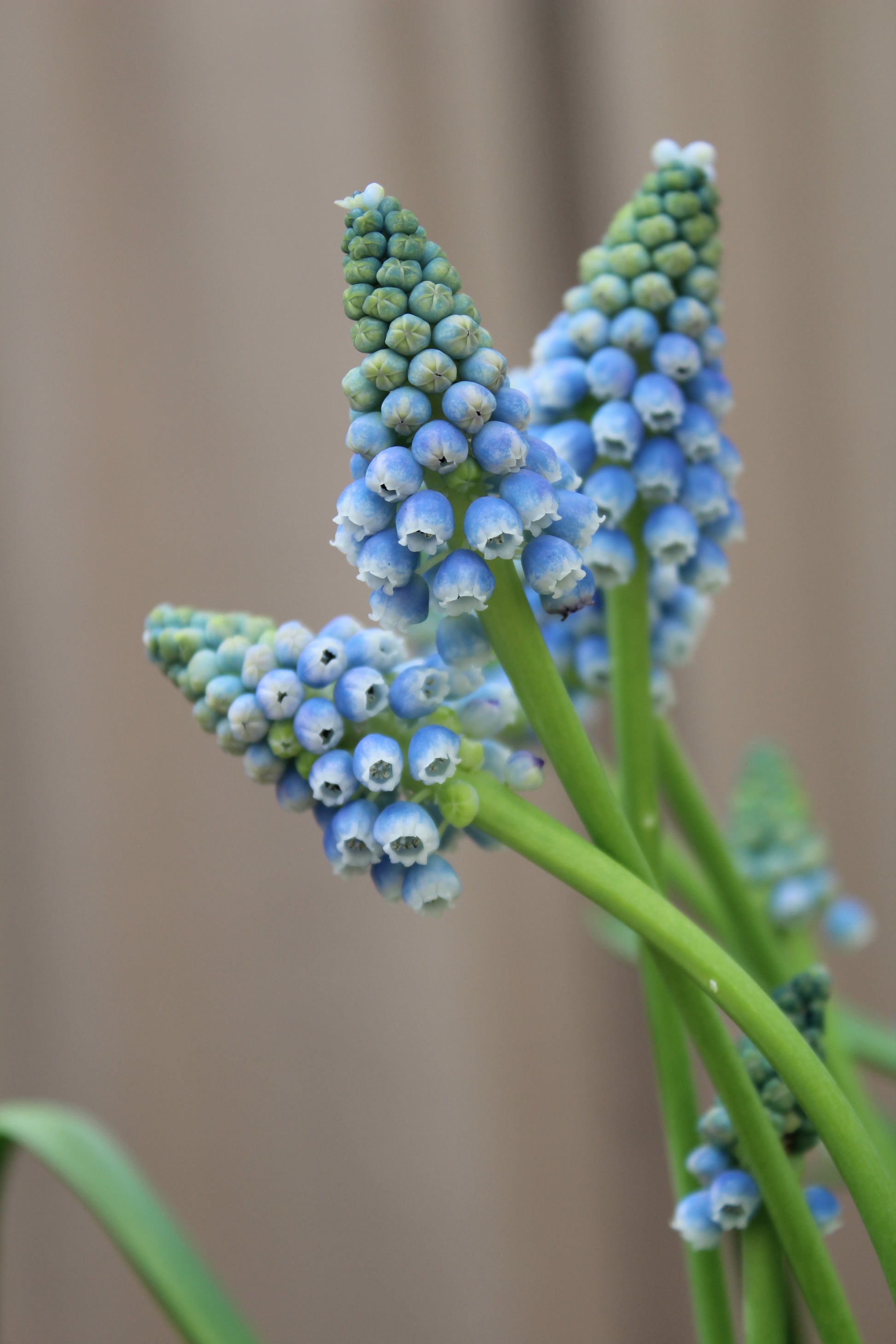 Muscari 'Ocean Magic' 7/8