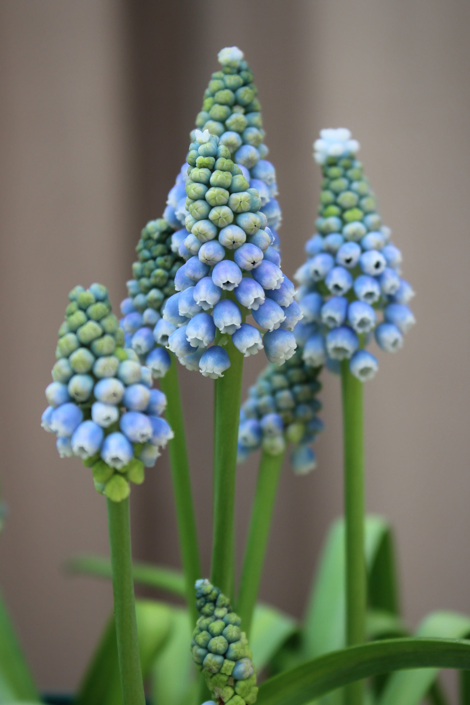Muscari 'Ocean Magic' 7/8